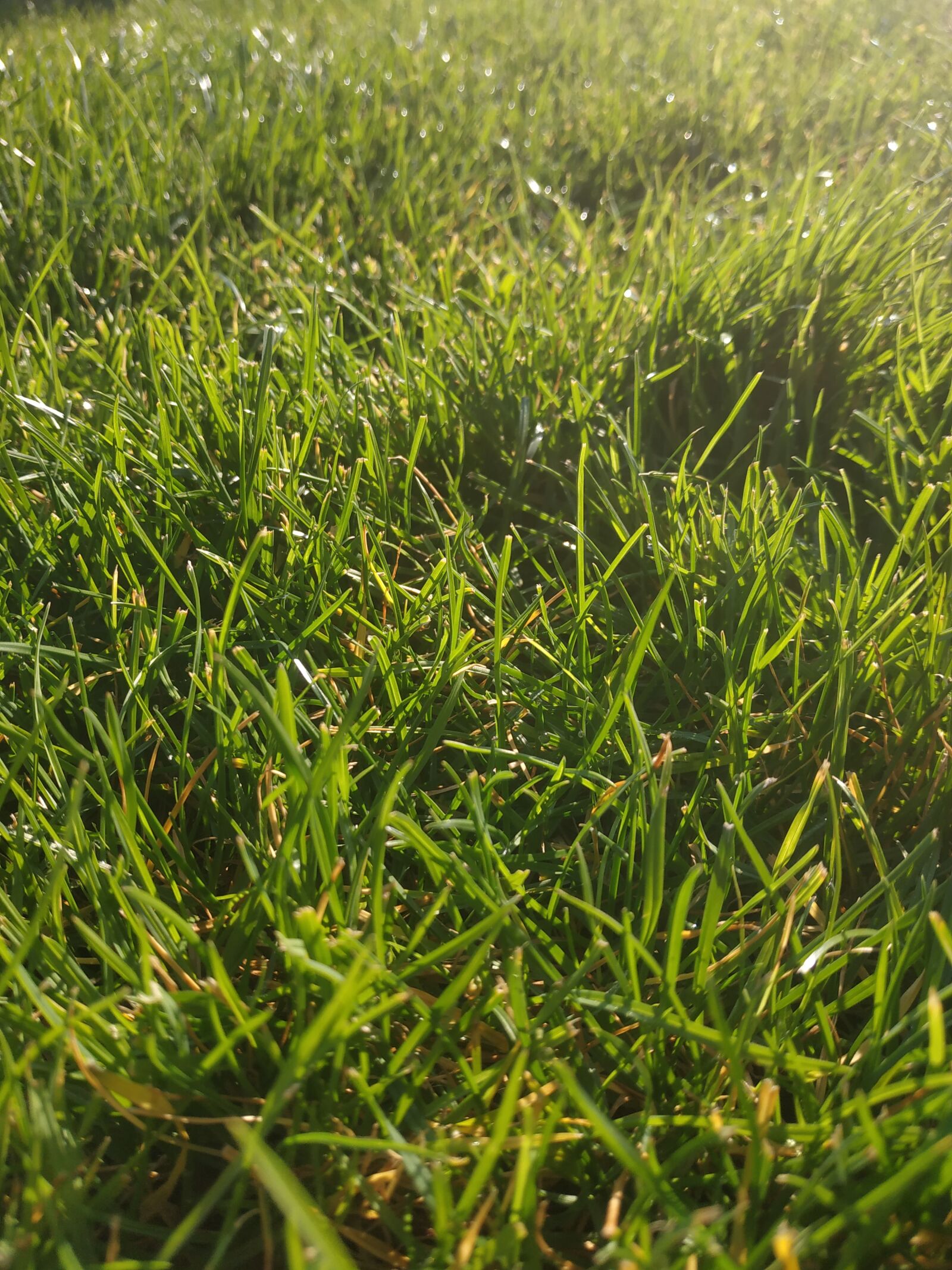 Xiaomi Redmi Note 5 sample photo. Grass, greens, nature photography