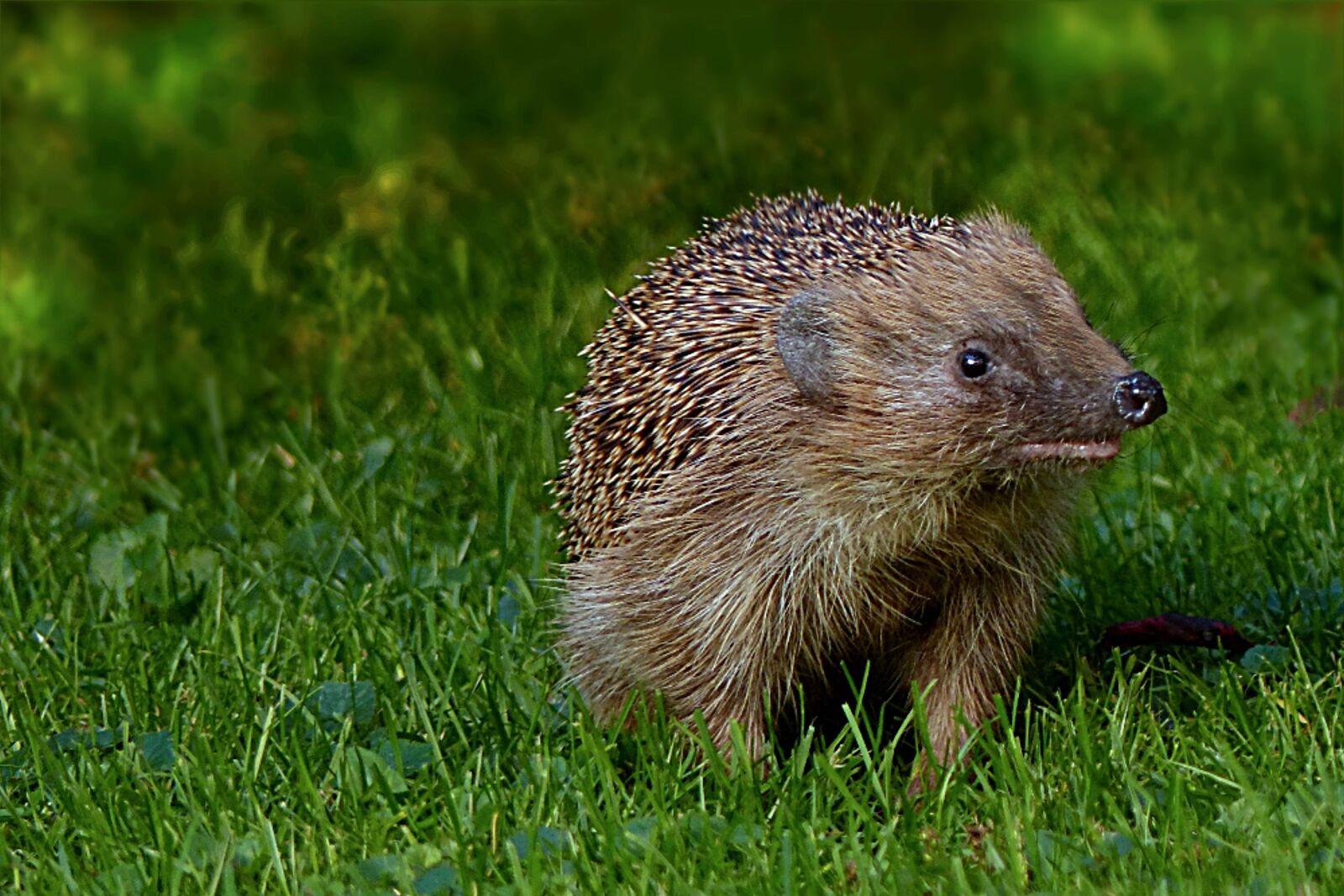 Panasonic Lumix DMC-FZ200 sample photo. Animal, mammal, hedgehog photography