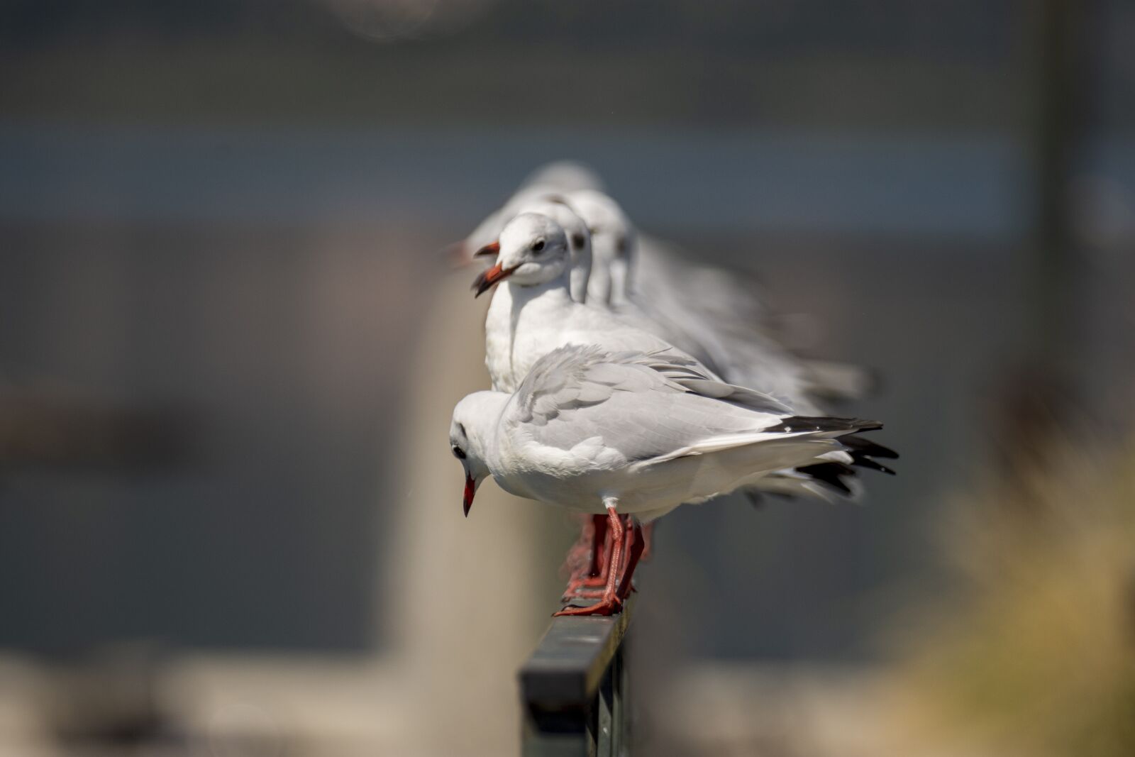 Nikon D7200 sample photo. Seagulls, bird, seagull photography