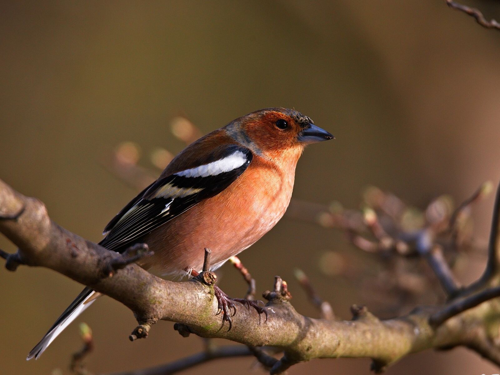 150-600mm F5-6.3 DG OS HSM | Sports 014 sample photo. Chaffinch, fink, bird photography