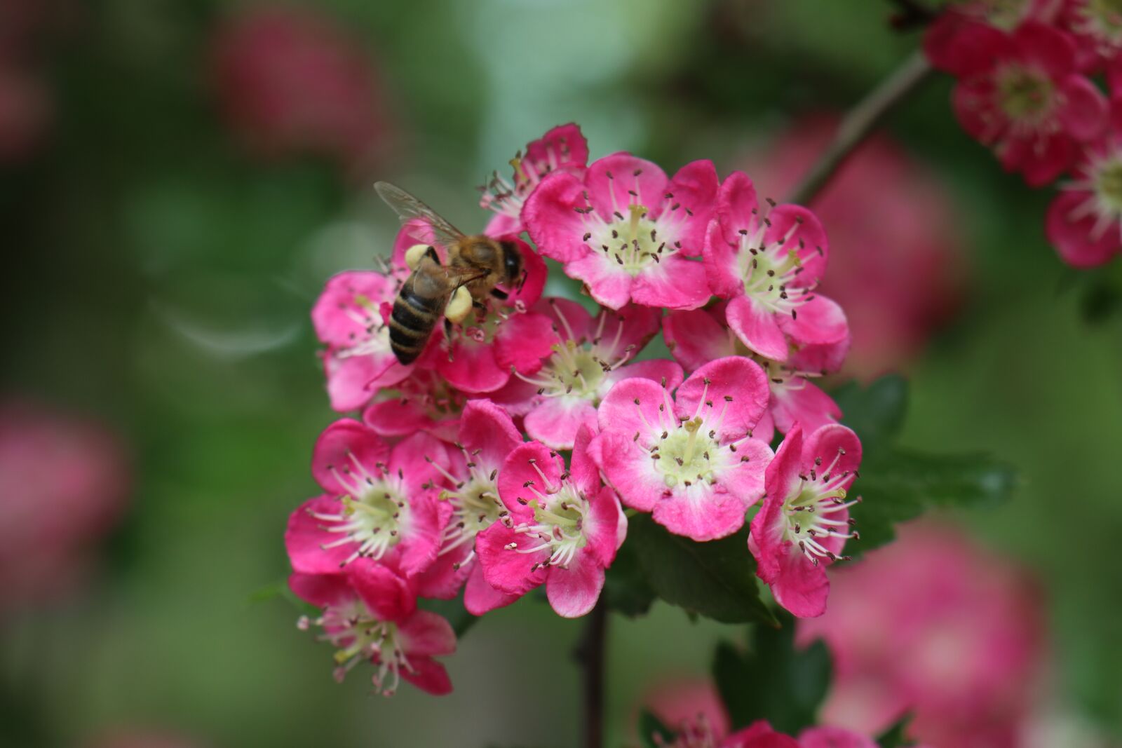 Canon EF-M 18-150mm F3.5-6.3 IS STM sample photo. Spring, garden, insect photography