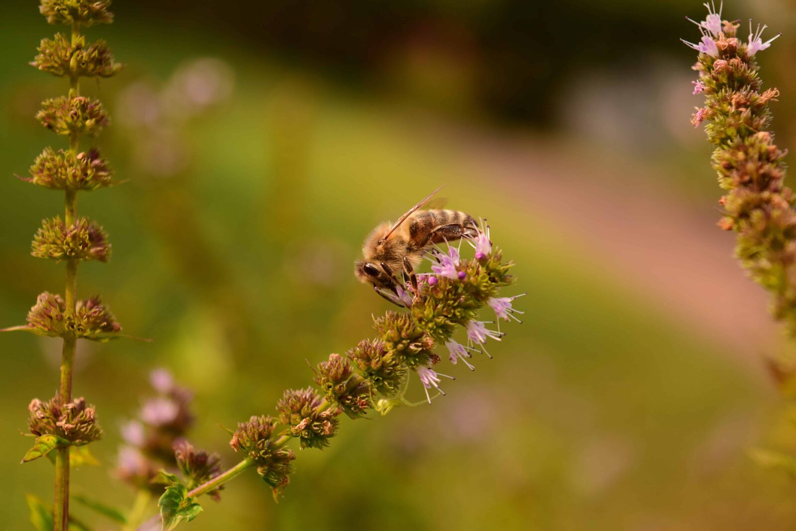 Nikon D3300 sample photo. Nature, honeybee, summer, grass photography