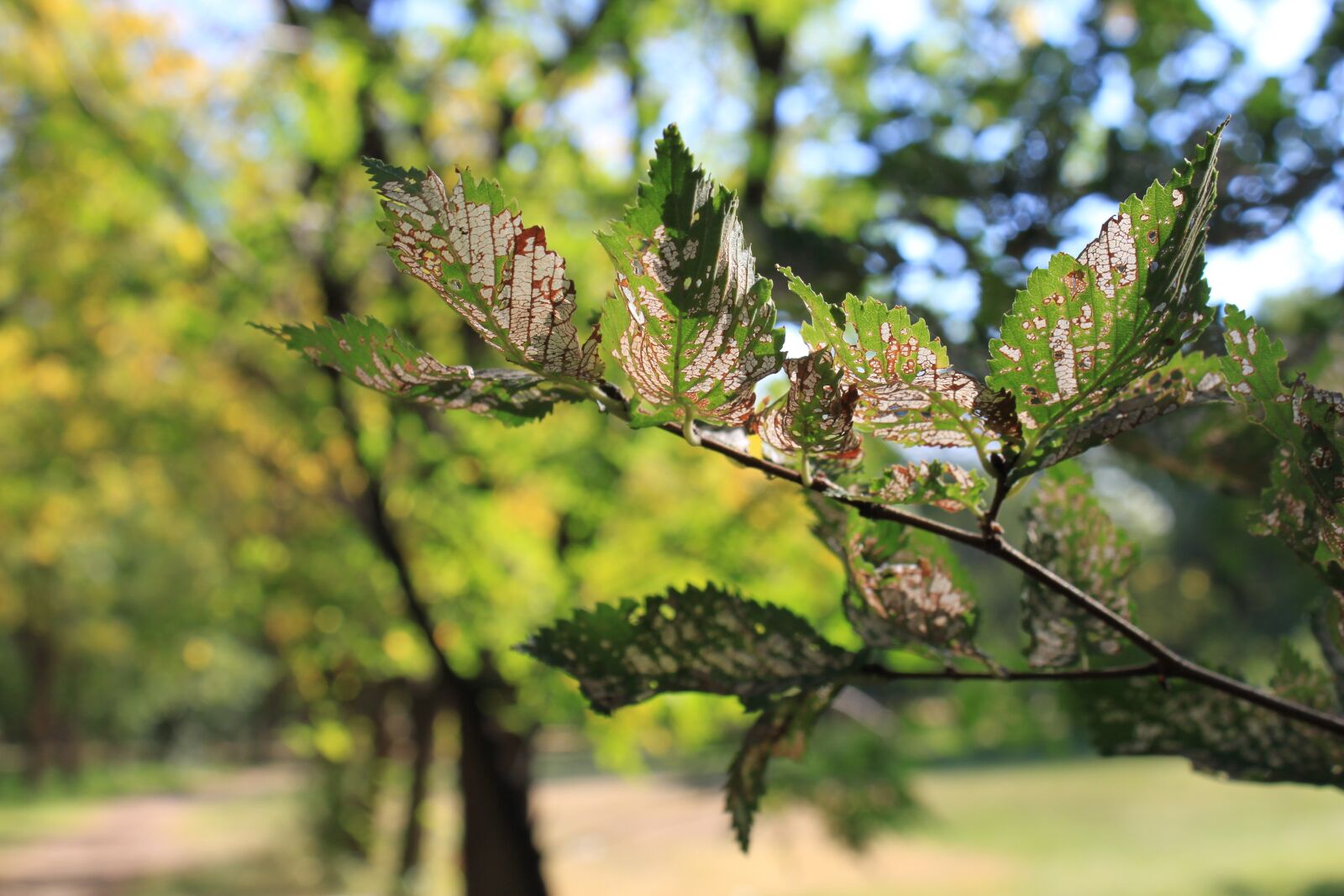 Canon EOS 500D (EOS Rebel T1i / EOS Kiss X3) sample photo. Leaf, leaves, green photography