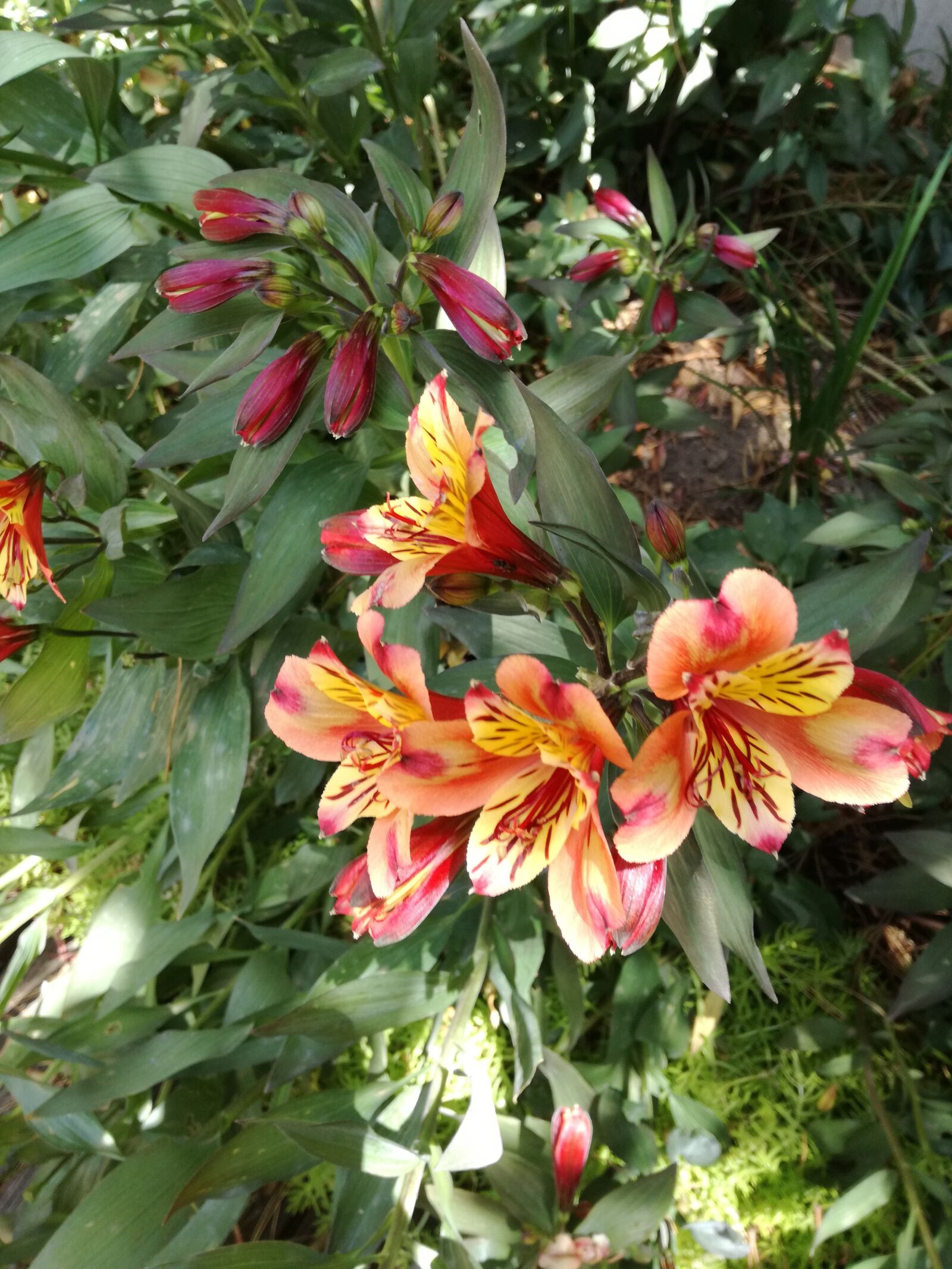 HUAWEI P9 LITE sample photo. Flower, plants, summer photography