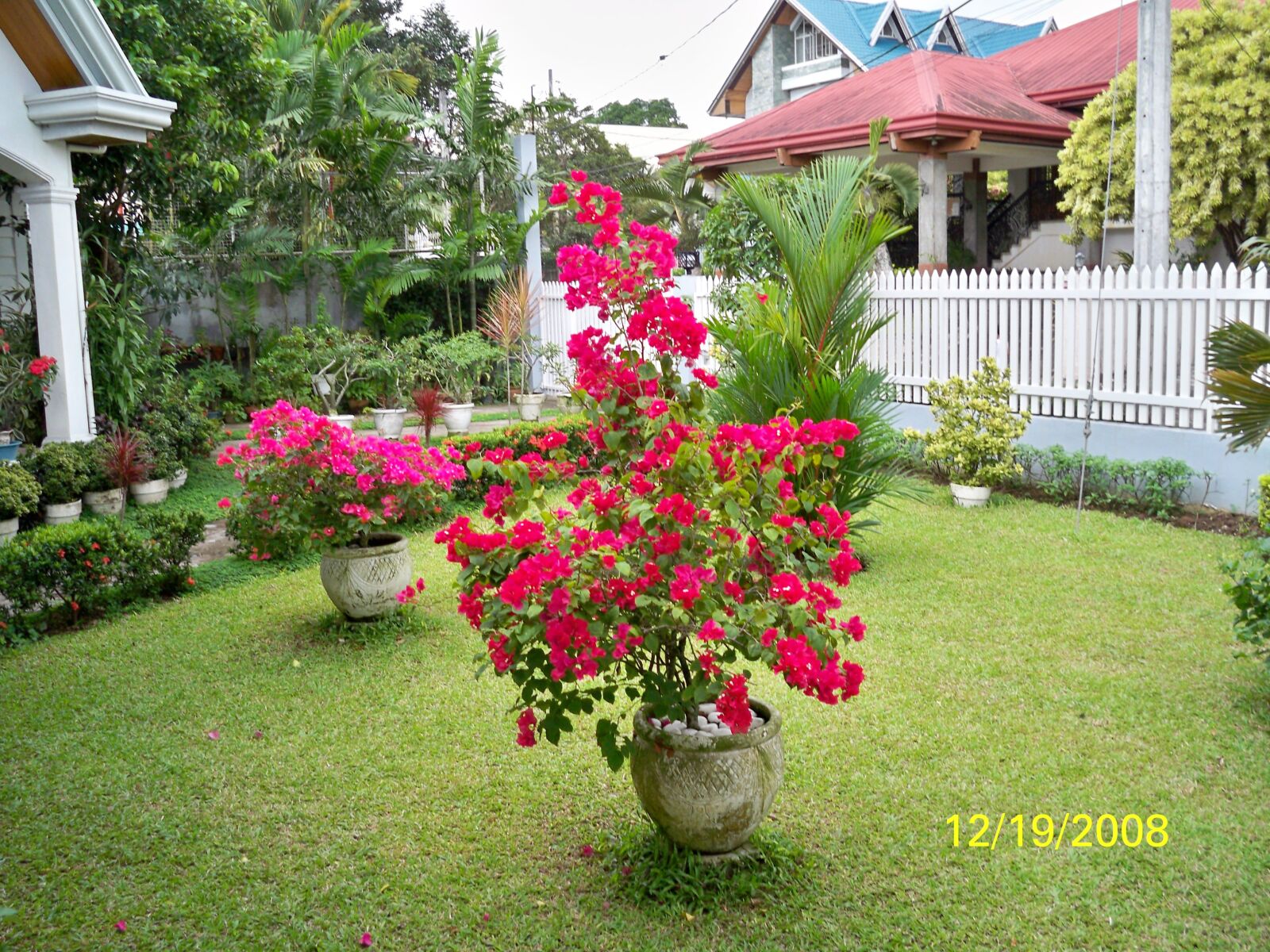 Kodak EasyShare M1033 sample photo. Garden, bougainville, flower photography