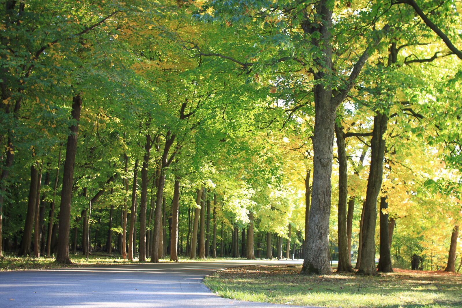 Canon EOS 500D (EOS Rebel T1i / EOS Kiss X3) sample photo. Wood, forest, landscape photography