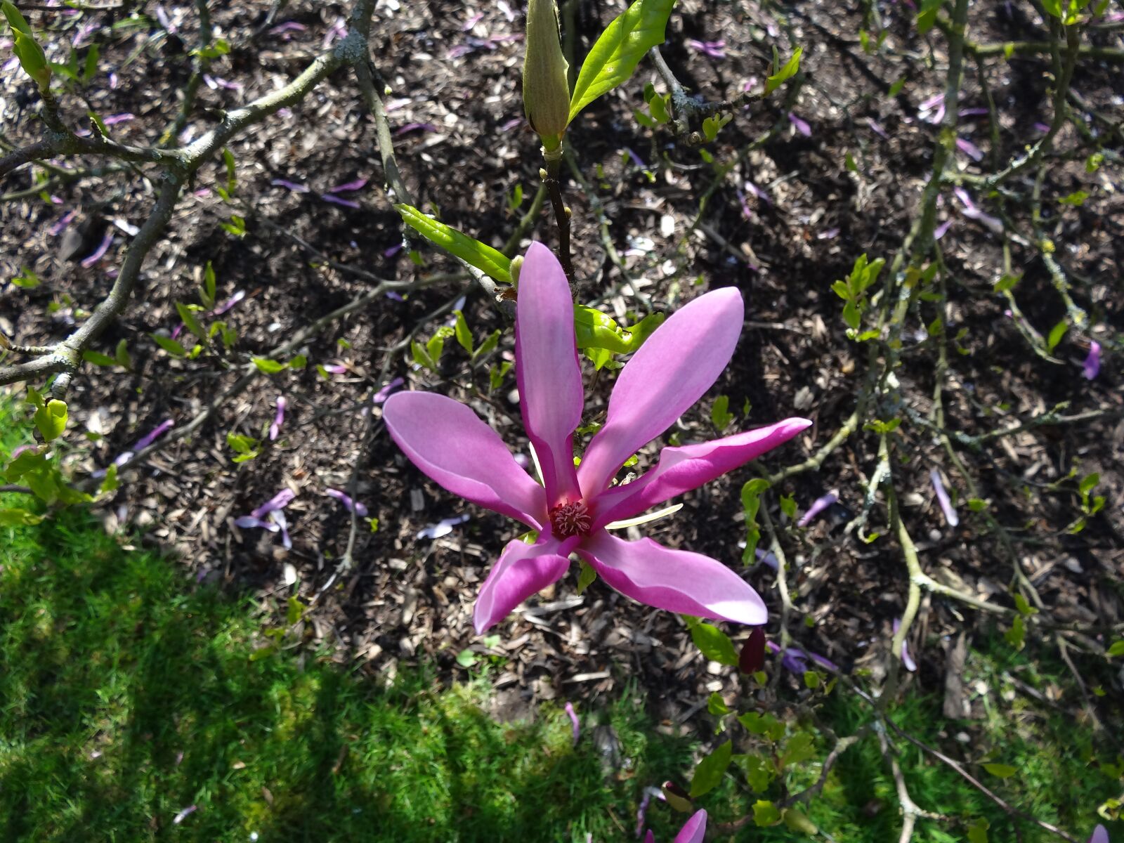 Sony Cyber-shot DSC-HX20V sample photo. Flower, nature, flora photography