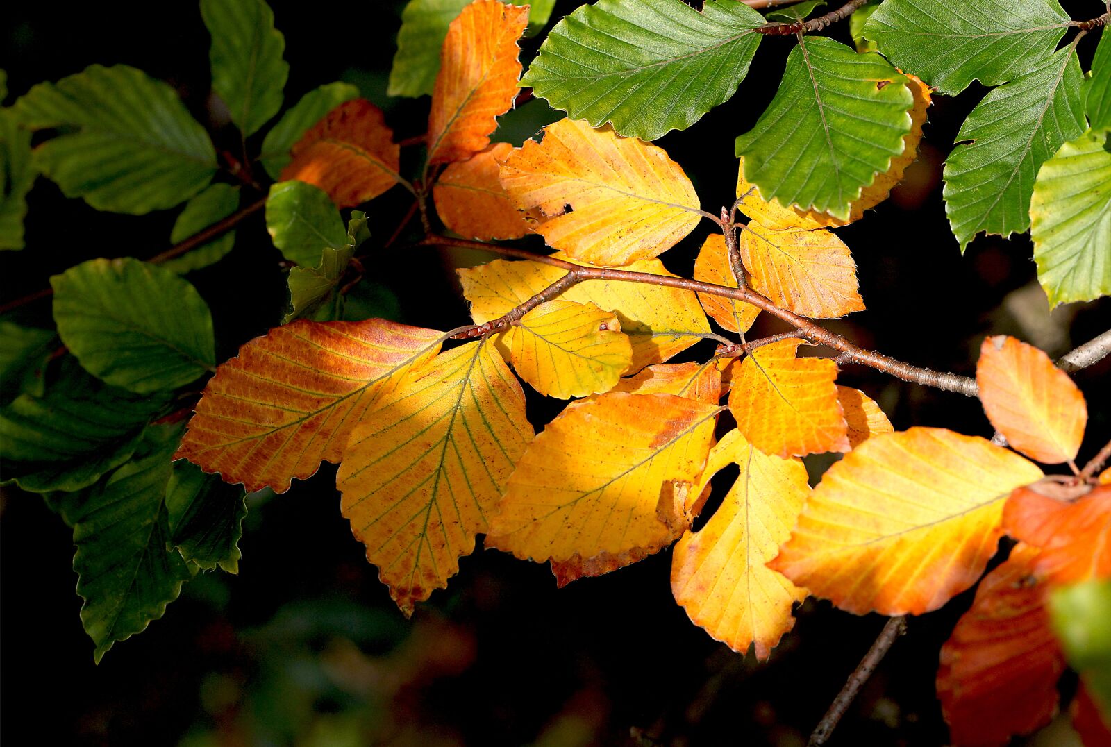 Canon EOS 5D Mark II sample photo. Leaf, autumn, autumn mood photography