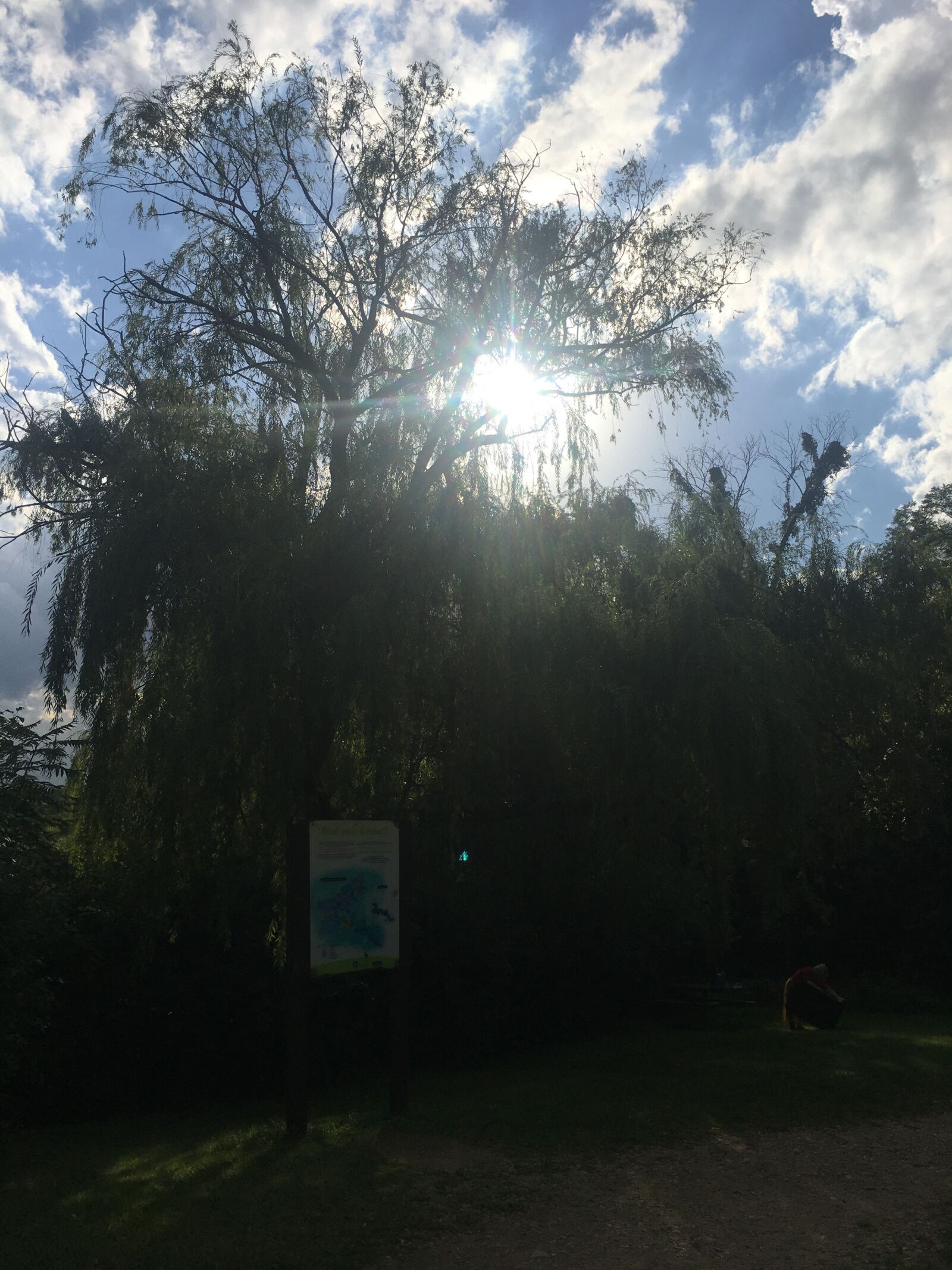 iPhone 6s Plus back camera 4.15mm f/2.2 sample photo. Willow, sun, nature photography