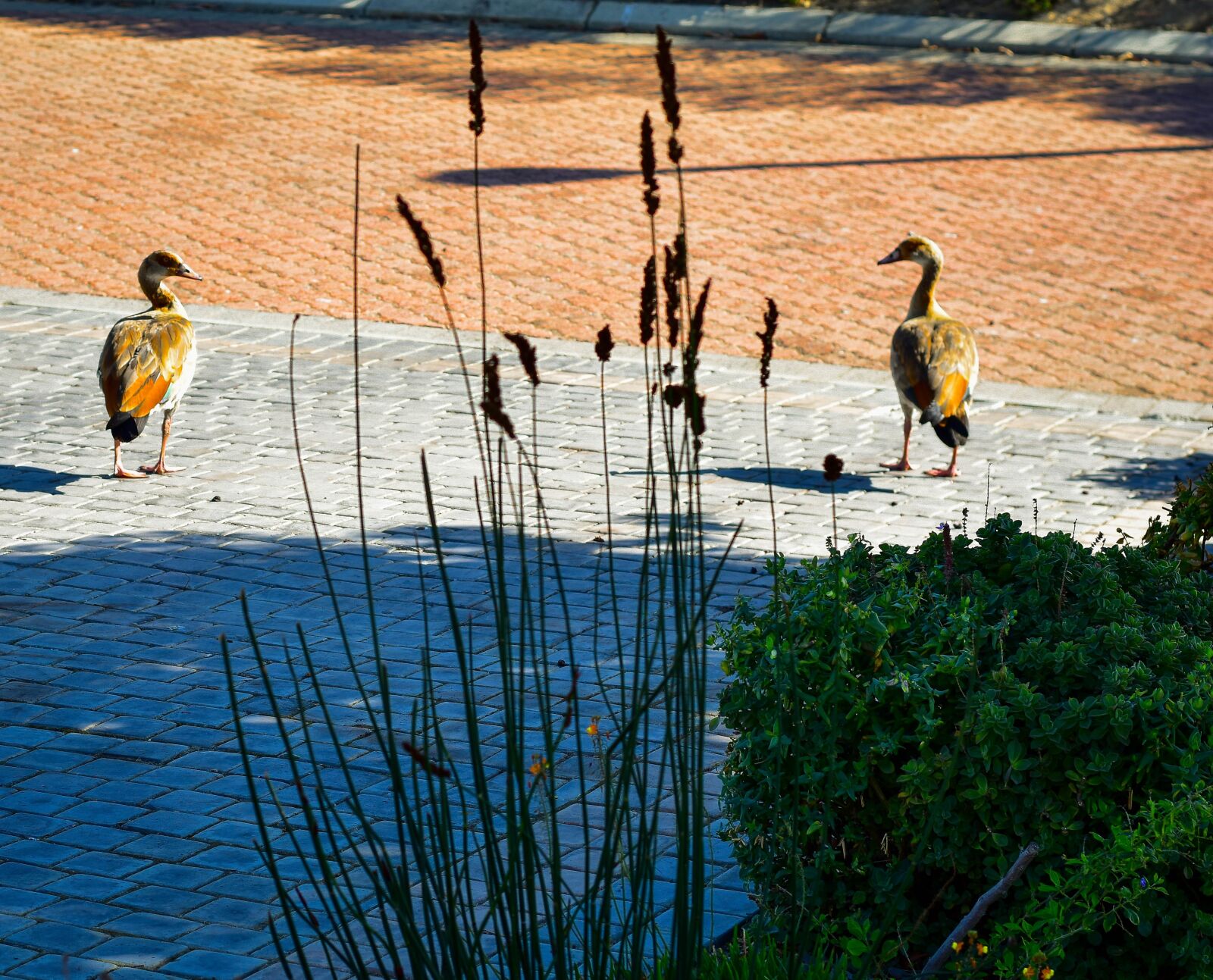 Nikon D5500 sample photo. Egyptian geese, bird, geese photography