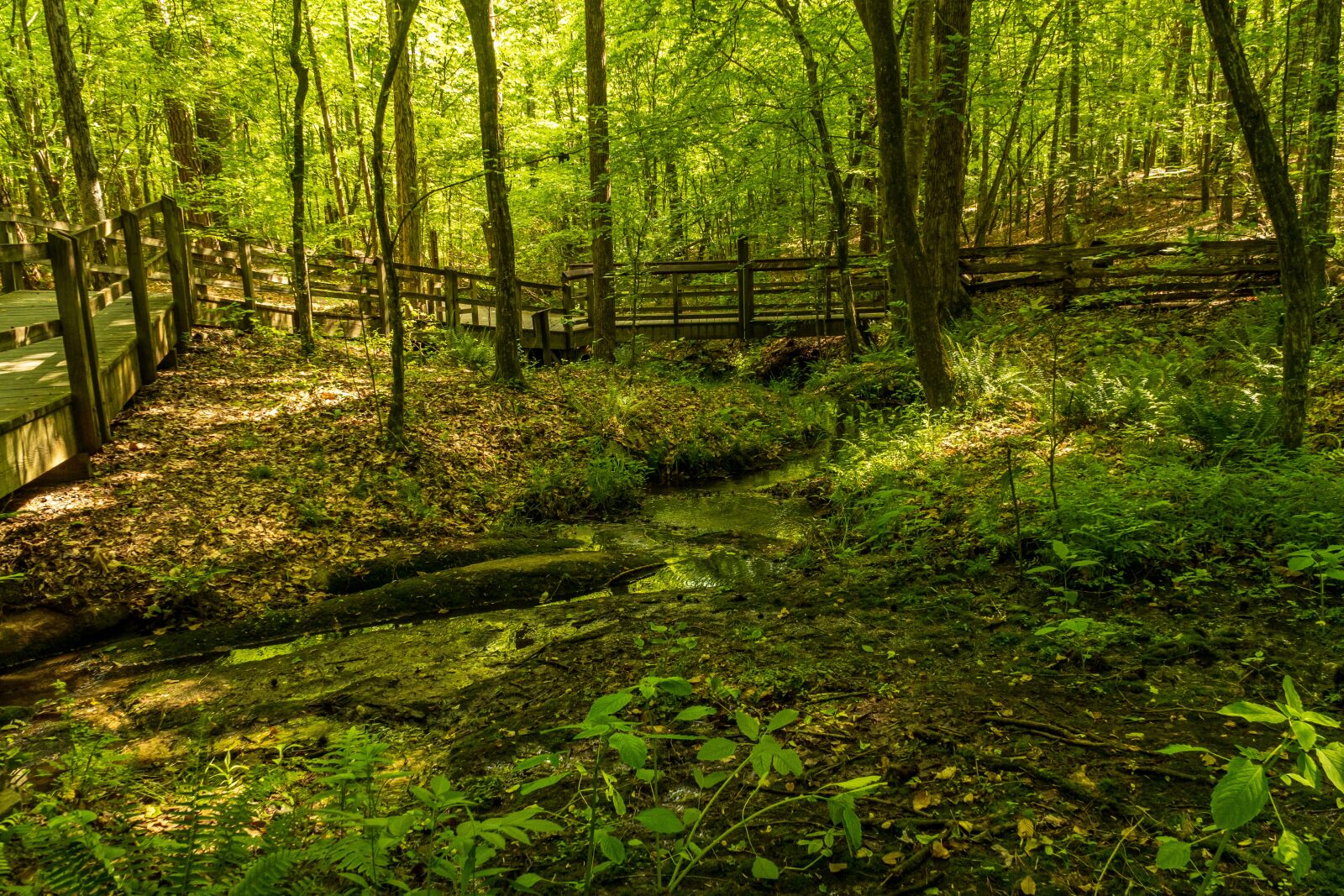 Sony E PZ 18-105mm F4 G OSS sample photo. Forest boardwalk, state forest photography