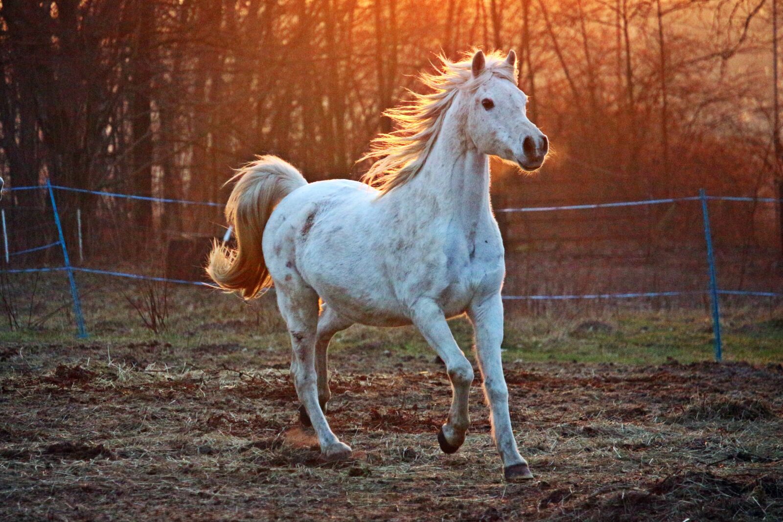 Canon EOS 100D (EOS Rebel SL1 / EOS Kiss X7) sample photo. Horse, mold, thoroughbred arabian photography
