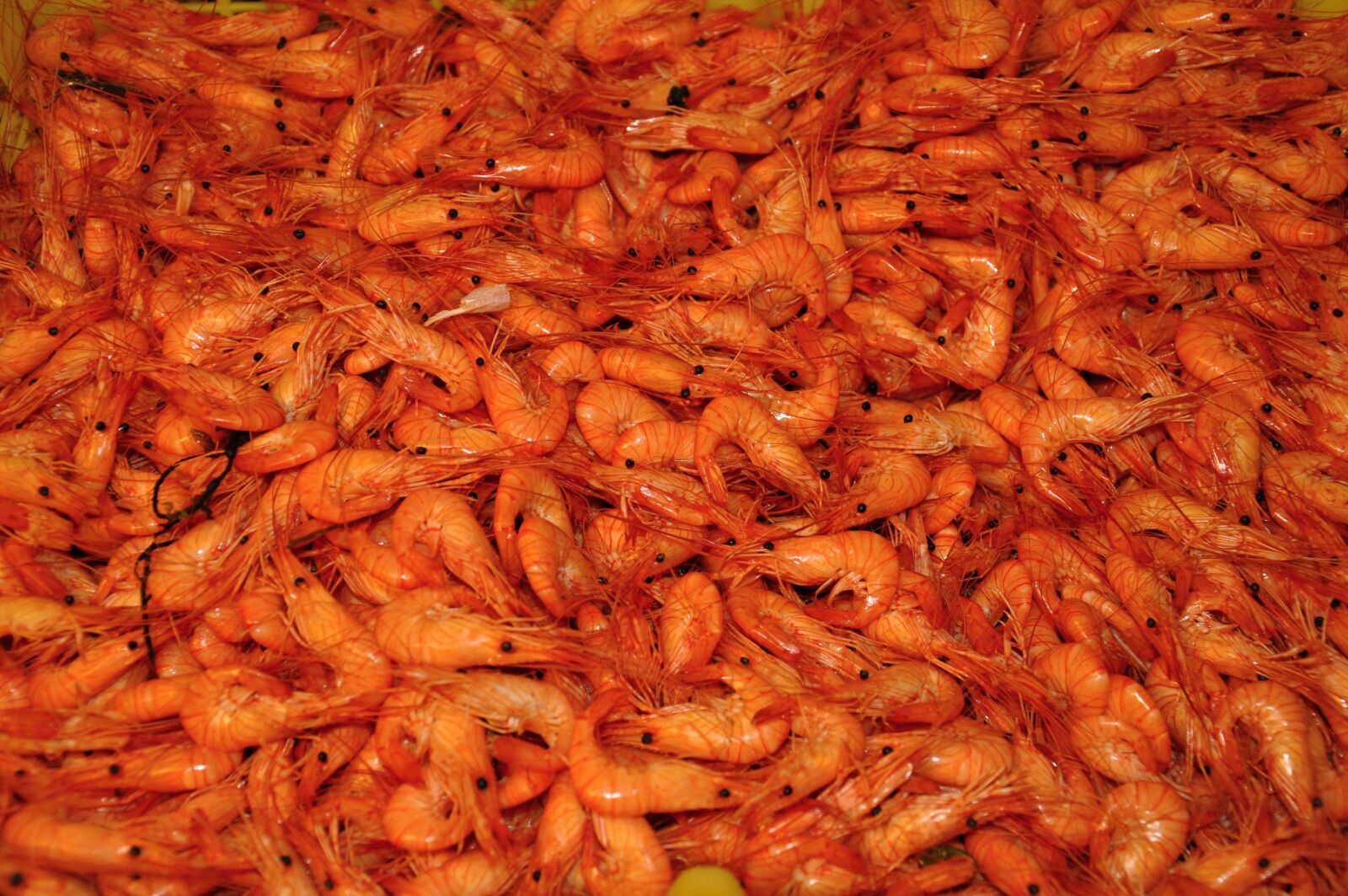 Nikon D5000 sample photo. Shrimp, seafood, food photography
