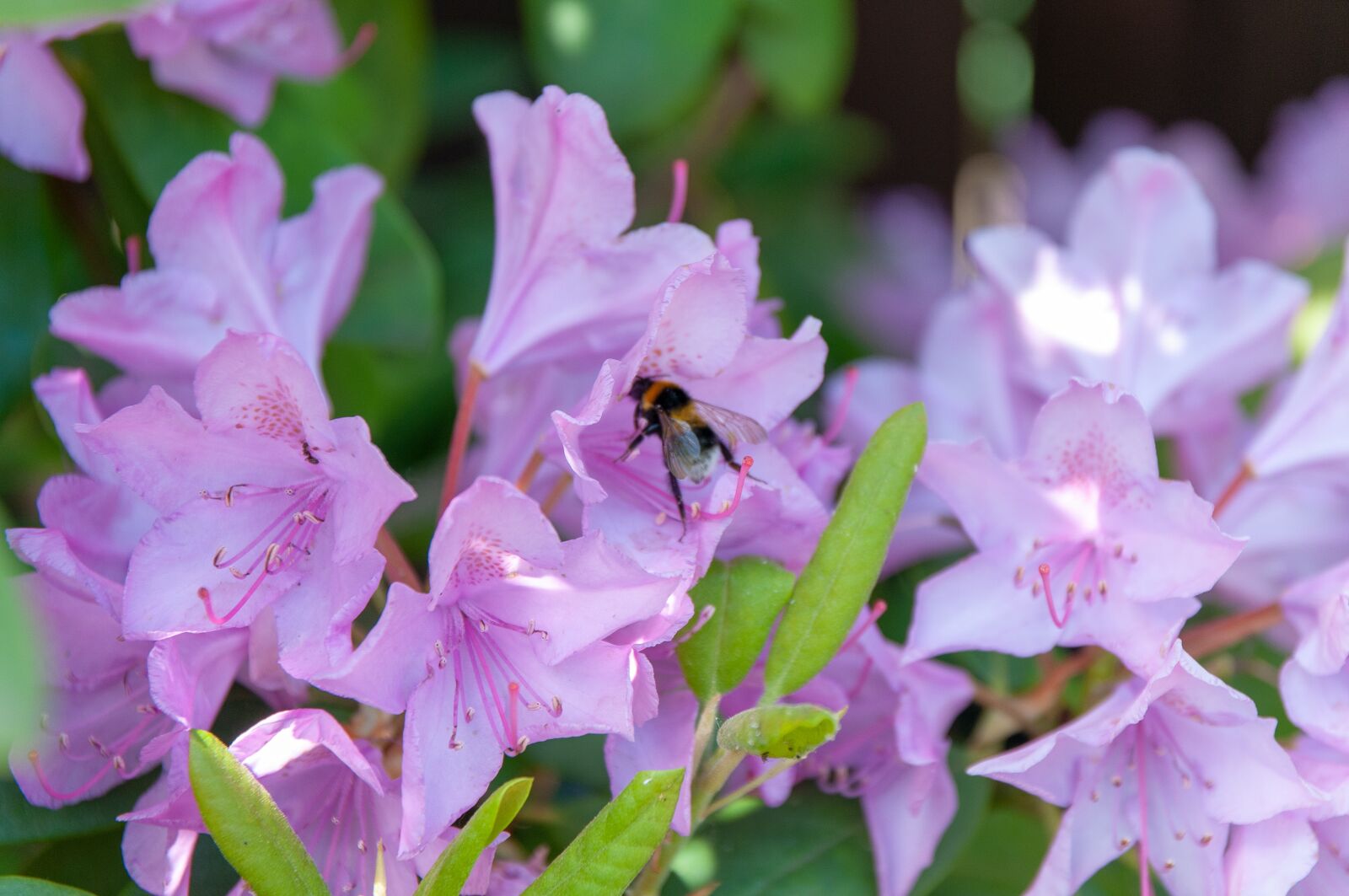 Nikon D300S sample photo. Wild bees, bees, insect photography