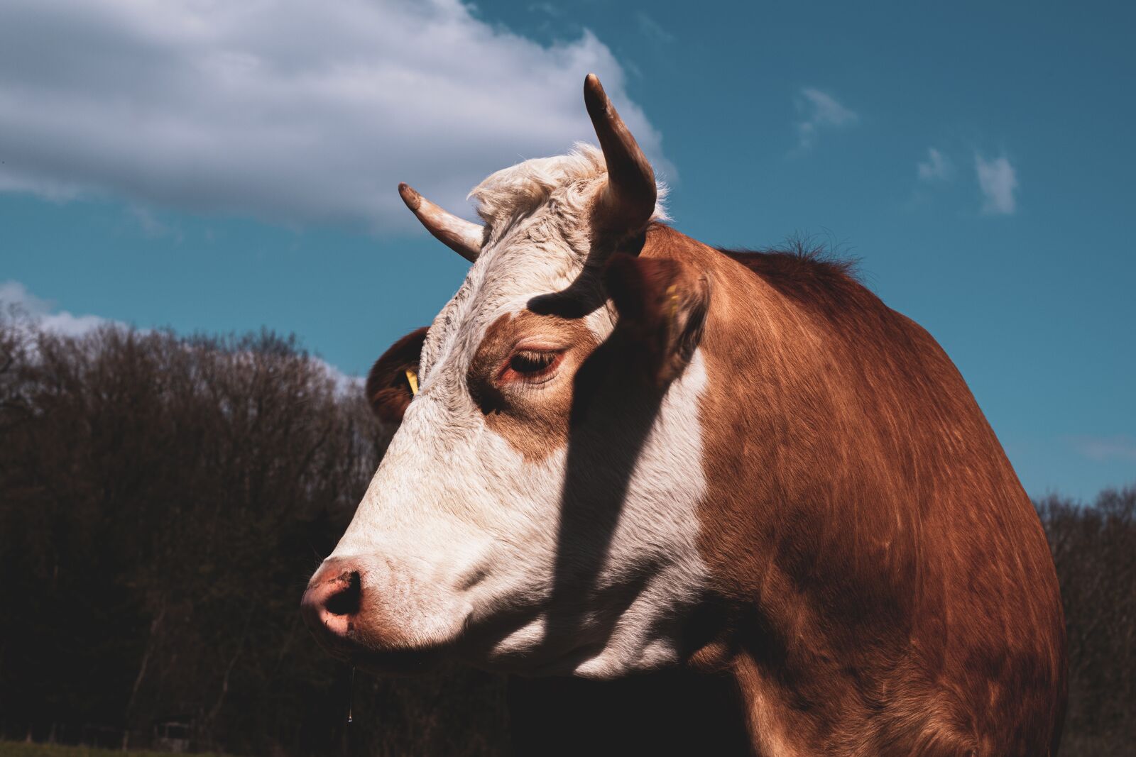 Nikon D5600 sample photo. Cow, bull, cattle photography