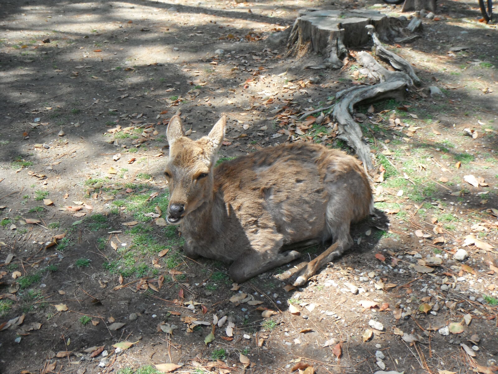 FujiFilm Finepix Z90 (Finepix Z91) sample photo