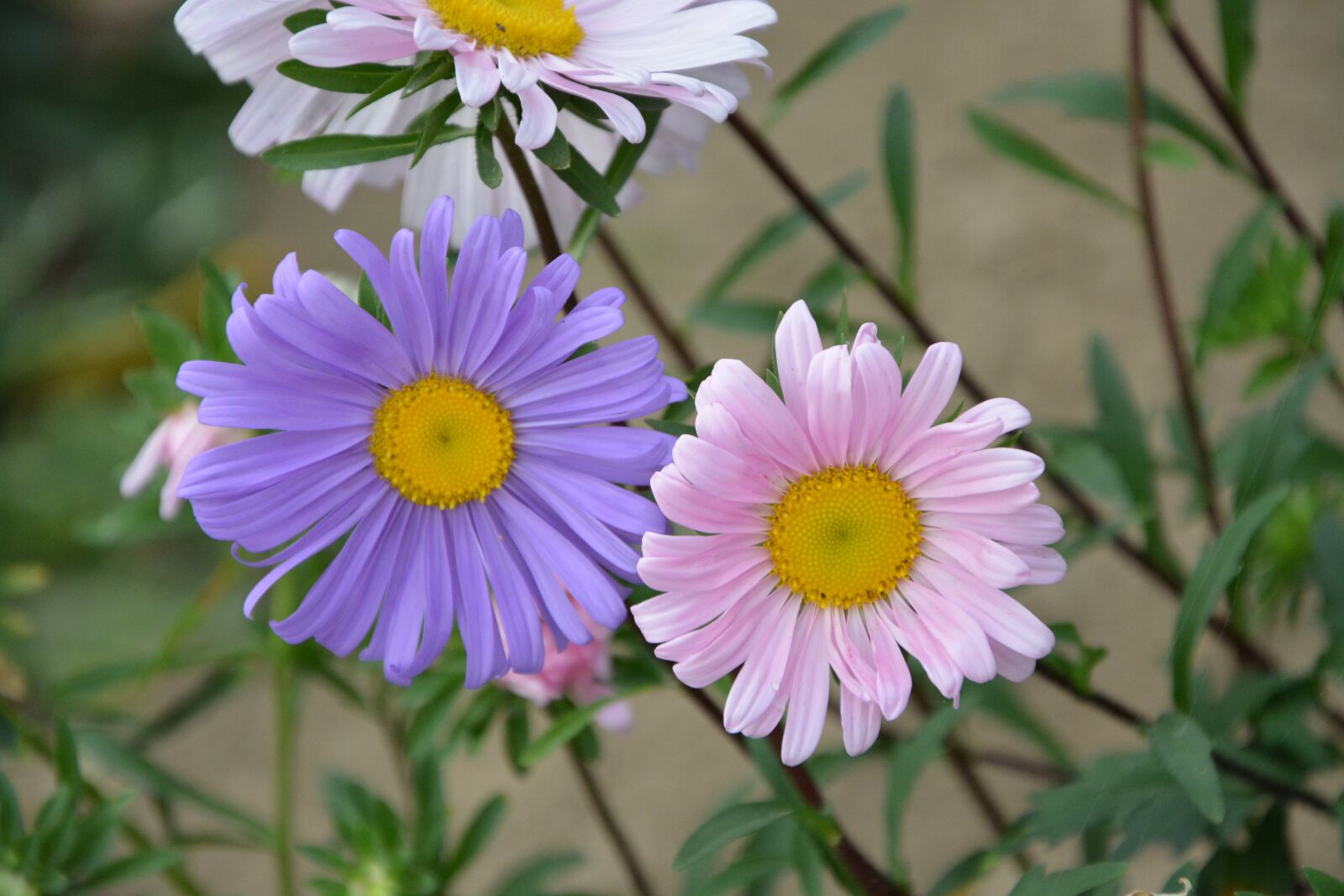 Nikon D5200 sample photo. Flowers, pink colors, violet photography
