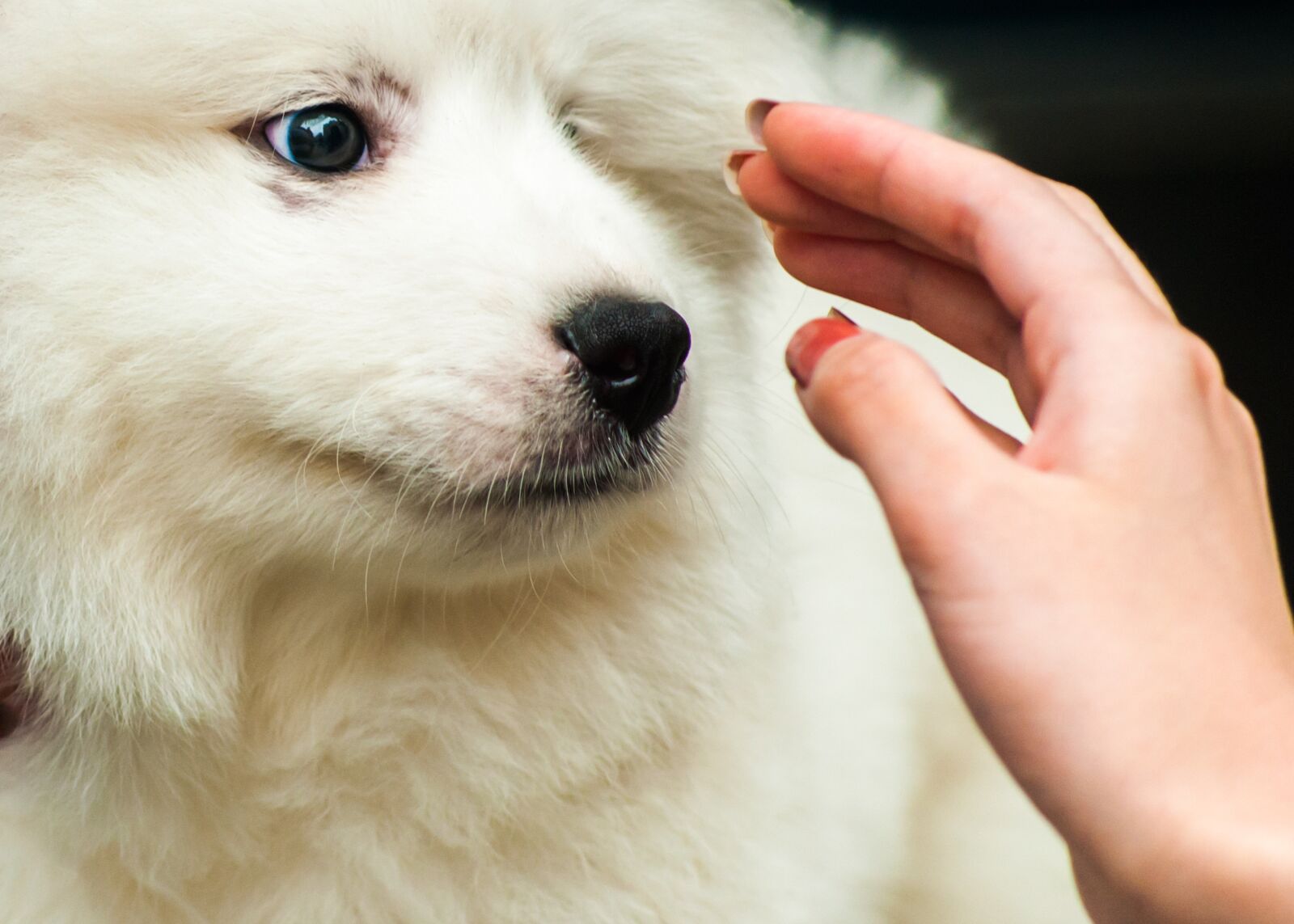 Nikon D700 sample photo. Pets, dog, samoyed photography