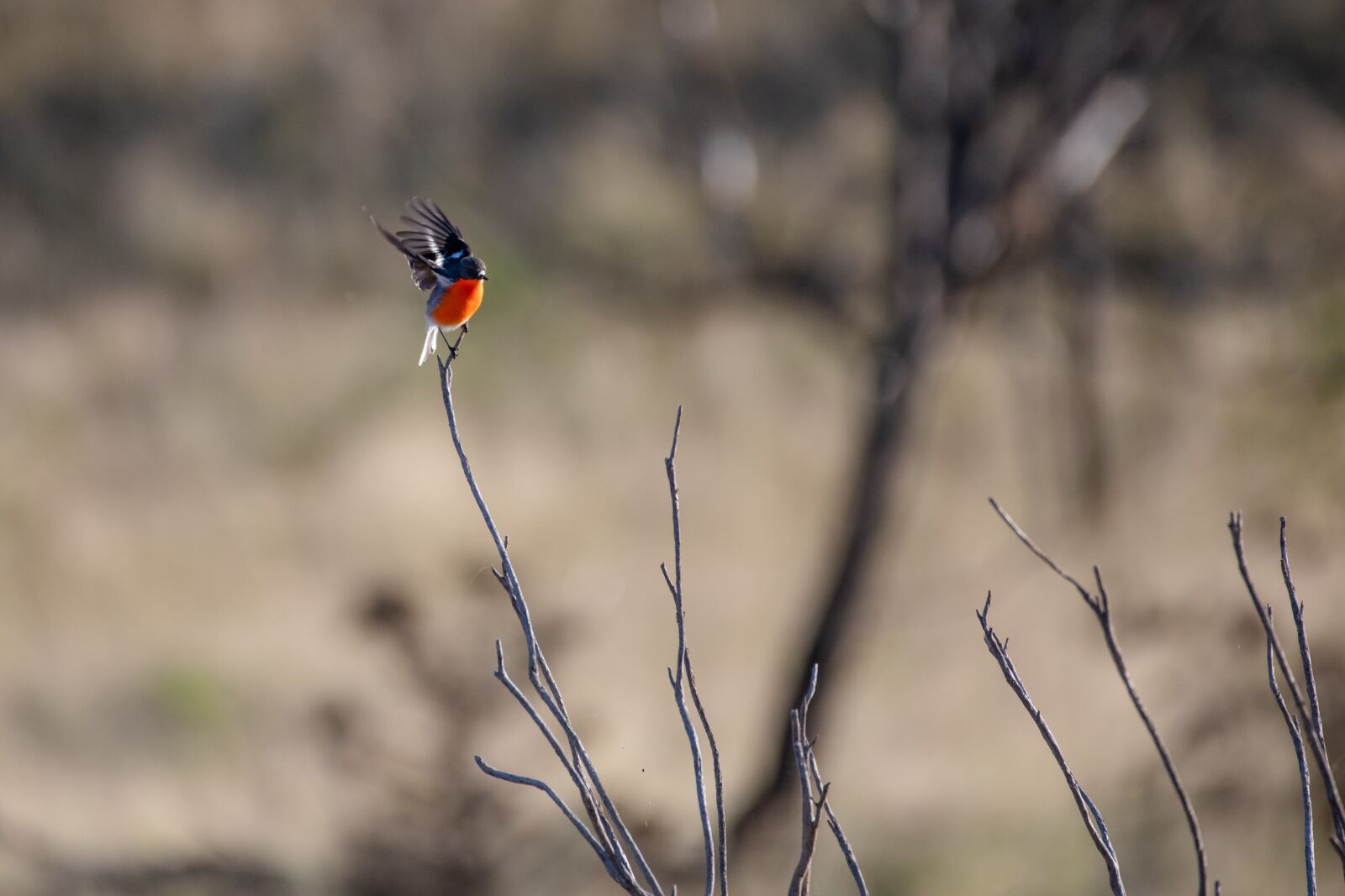 Nikon D850 sample photo. Flame robin, bird, male photography
