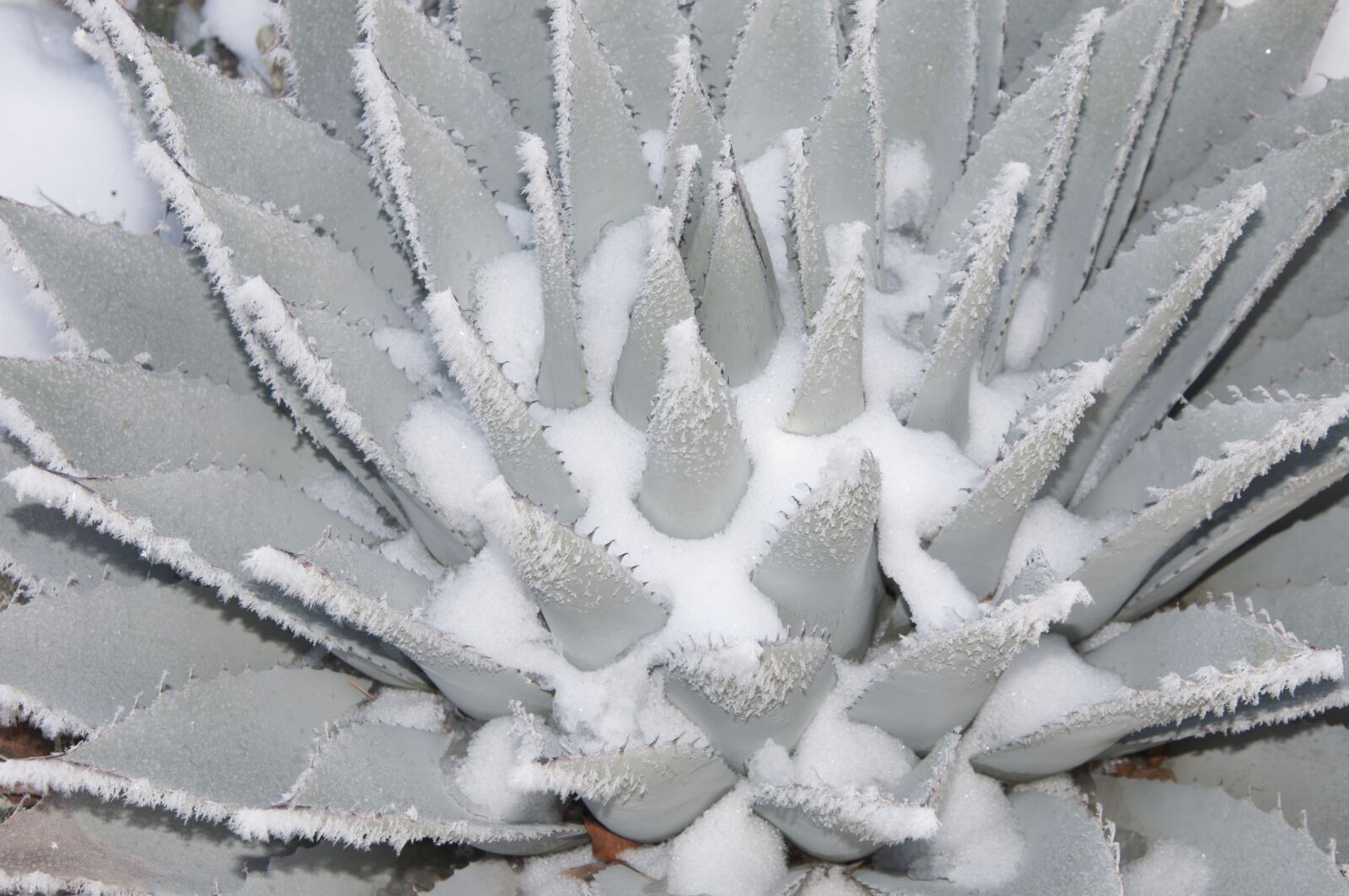 Nikon D90 sample photo. Frost, sharp, nature photography