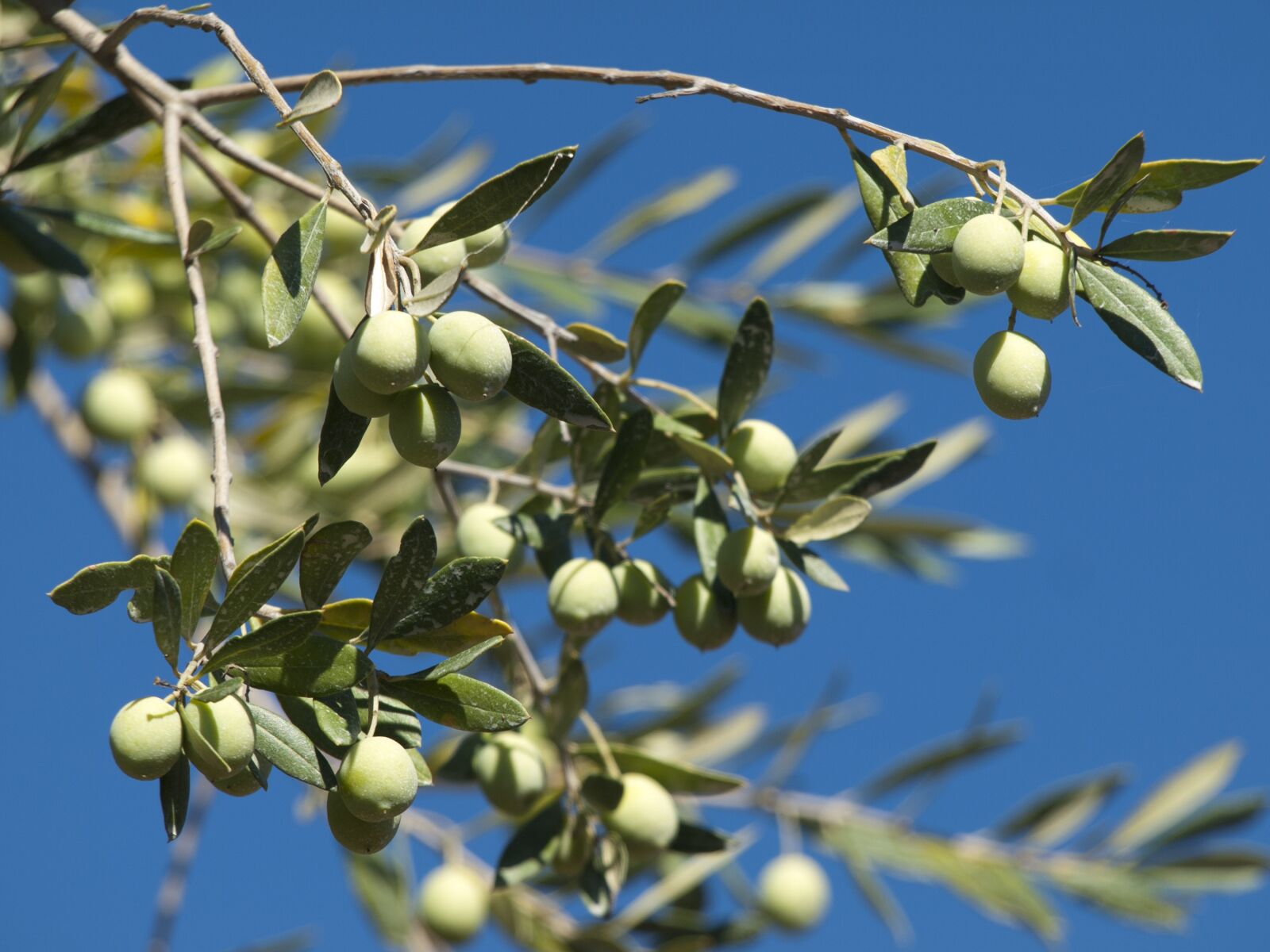 Olympus E-510 (EVOLT E-510) sample photo. Olives, green, blue photography