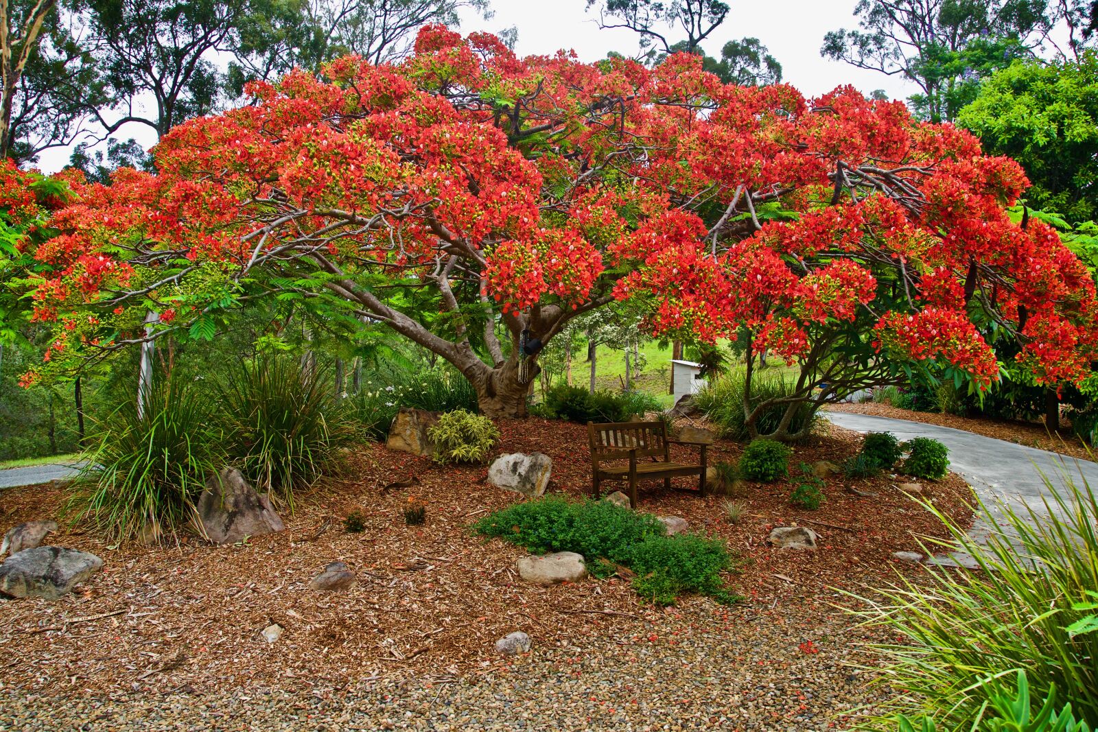 Sony E 18-135mm F3.5-5.6 OSS sample photo. Poinciana, blossom, spring photography