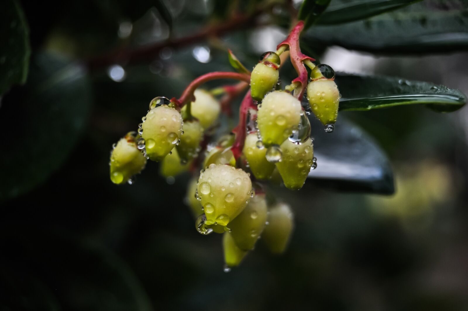 Nikon D90 sample photo. Flowers, strawberry tree, strawberry photography