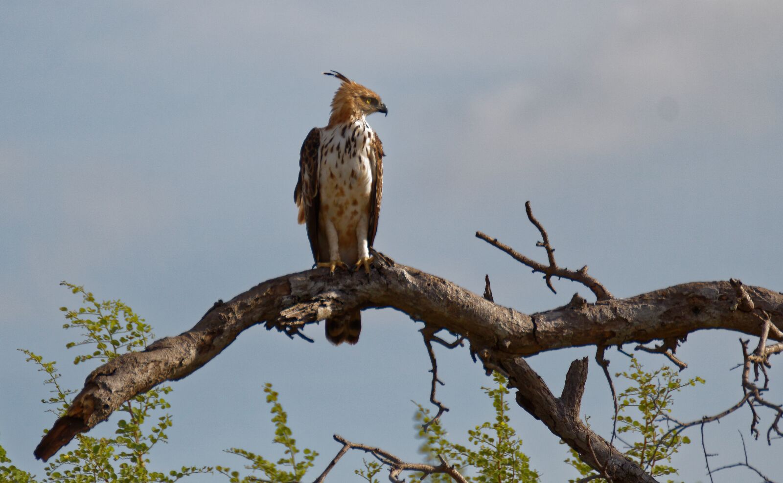 Canon EOS 750D (EOS Rebel T6i / EOS Kiss X8i) sample photo. Bird, sitting, eagle photography