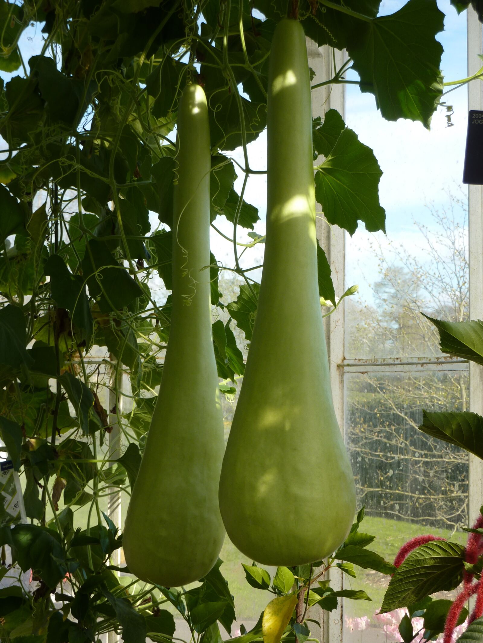 Panasonic Lumix DMC-ZS1 (Lumix DMC-TZ6) sample photo. Gourd, bottle, green photography