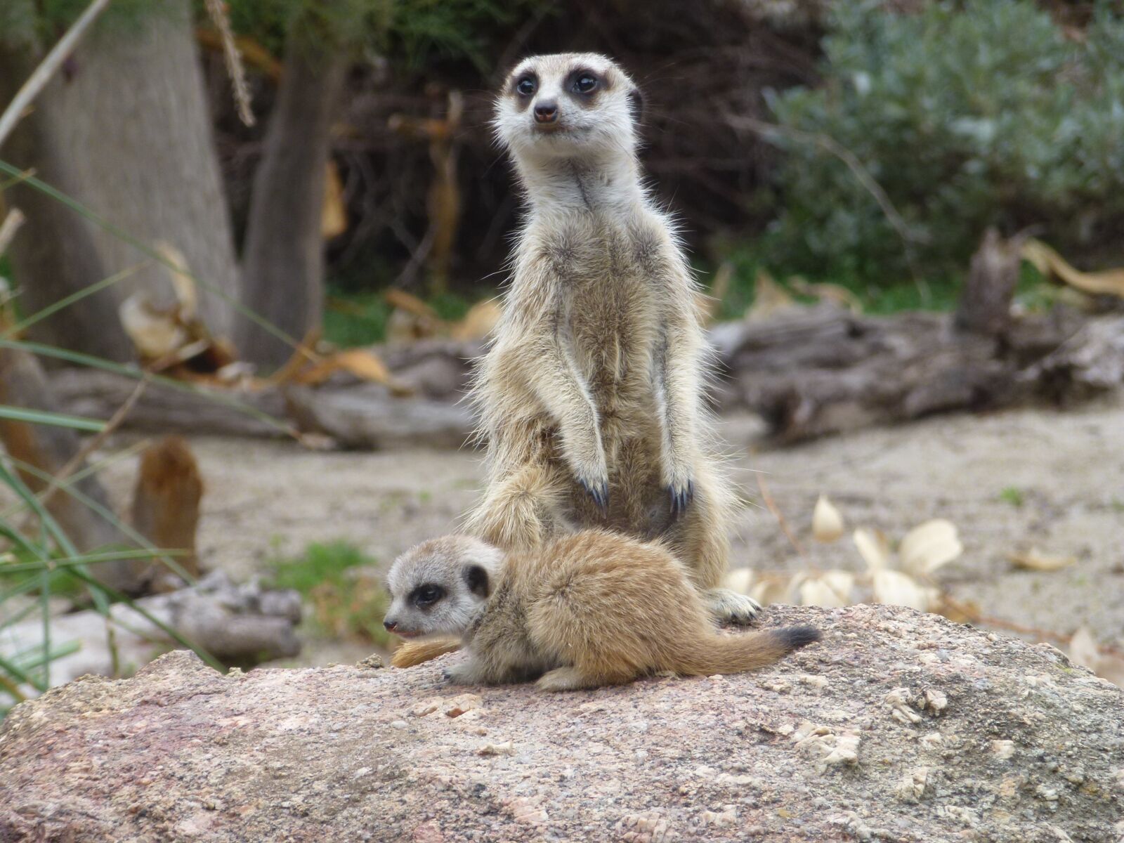 Panasonic Lumix DMC-ZS10 (Lumix DMC-TZ20 / Lumix DMC-TZ22) sample photo. Meerkats, meerkat baby, zoo photography