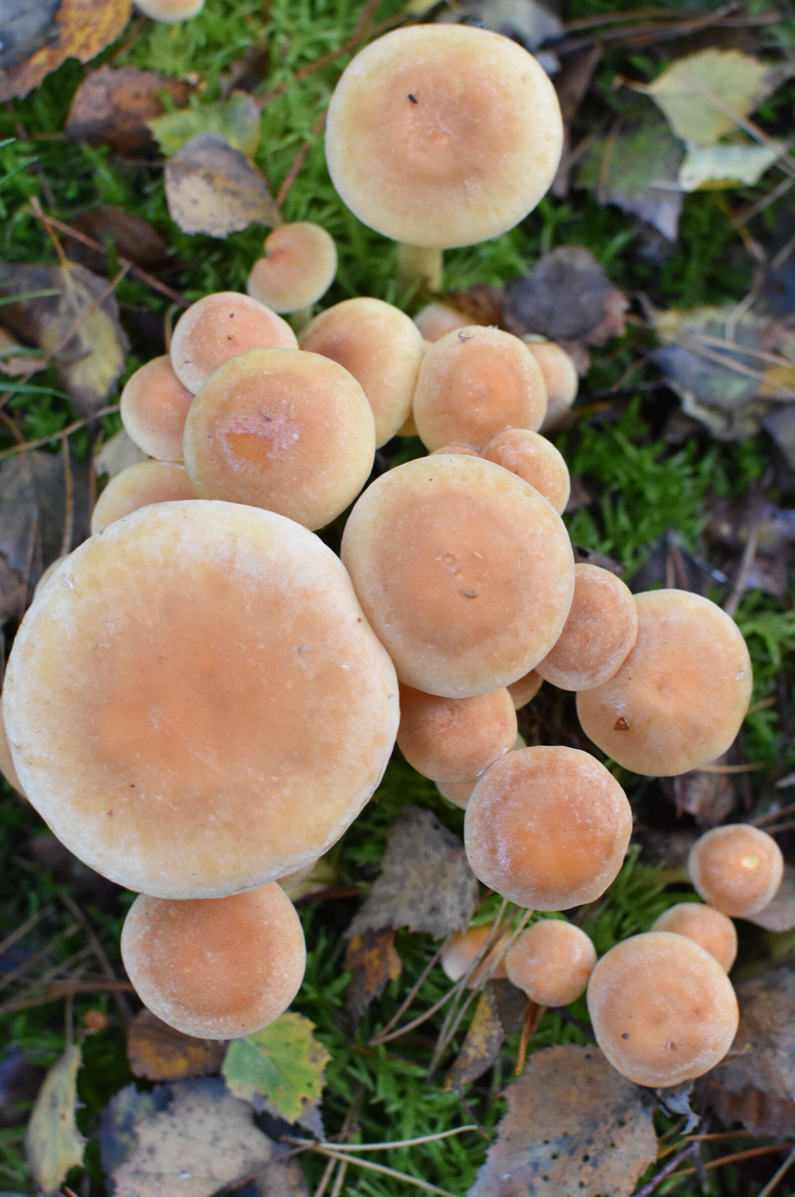 Nikon D7200 sample photo. Mushroom, agaric, nature photography