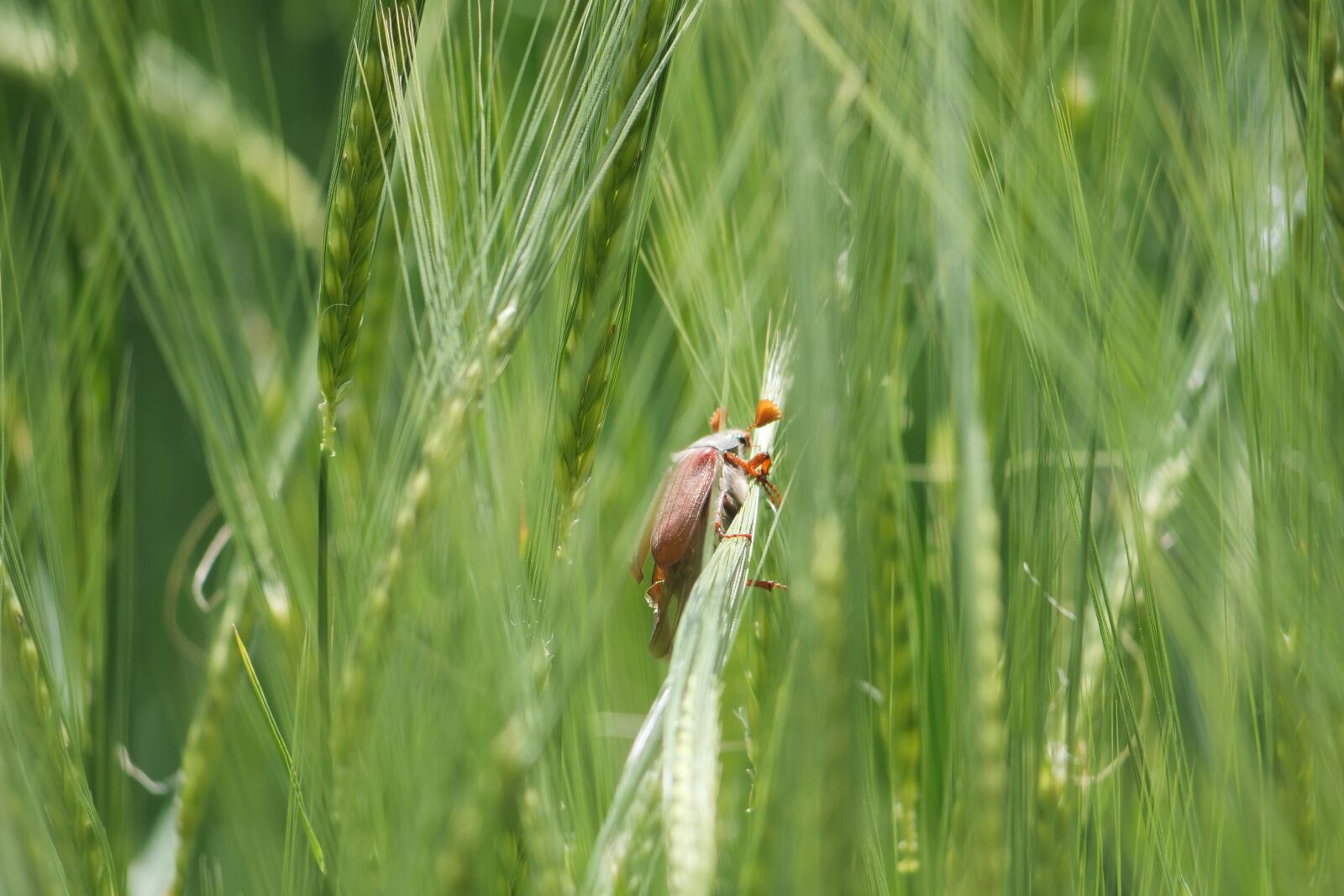 Panasonic Lumix DC-G9 sample photo. Maikäfer, beetle, insect photography