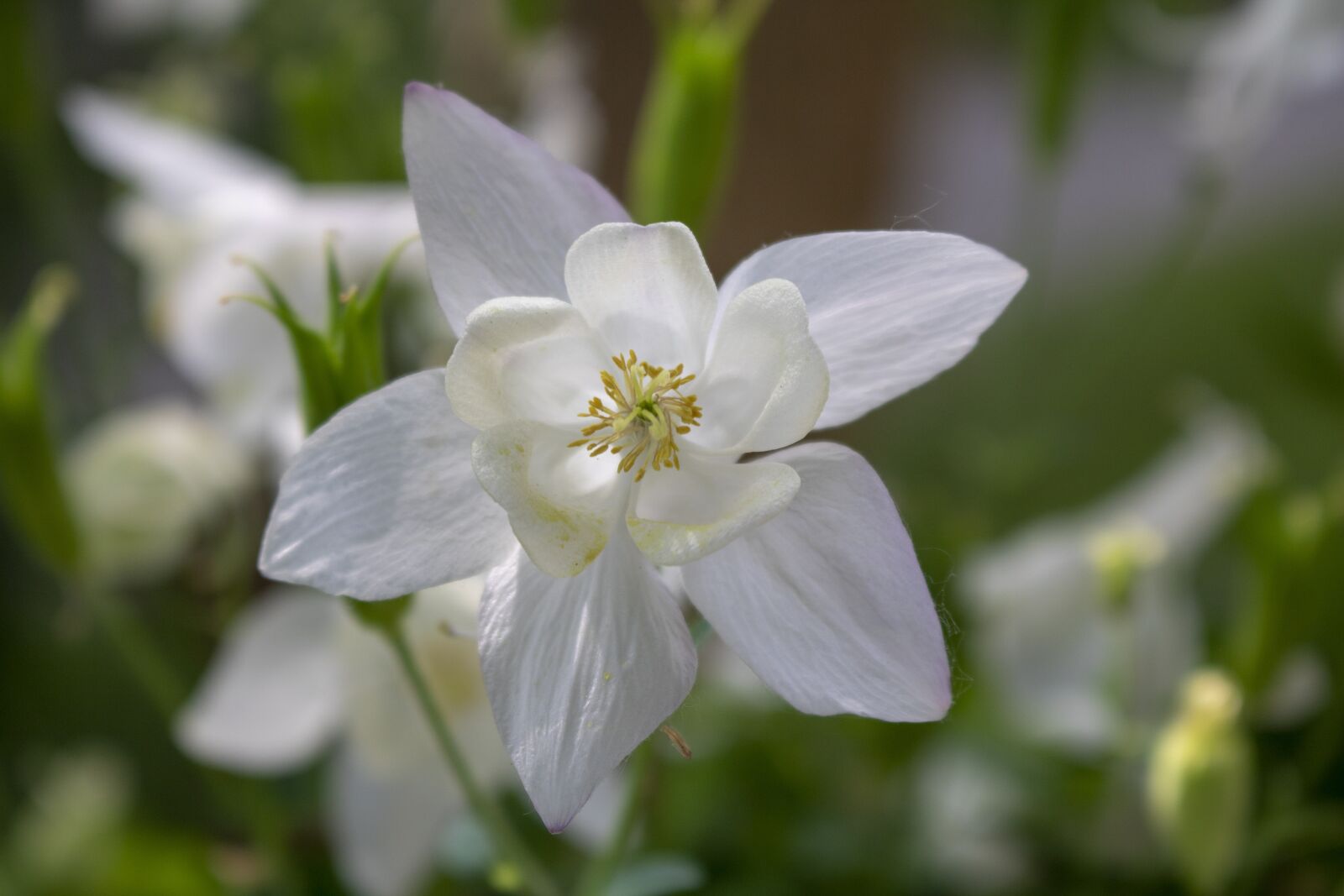 Canon EOS 750D (EOS Rebel T6i / EOS Kiss X8i) sample photo. Narcissus, blossom, bloom photography