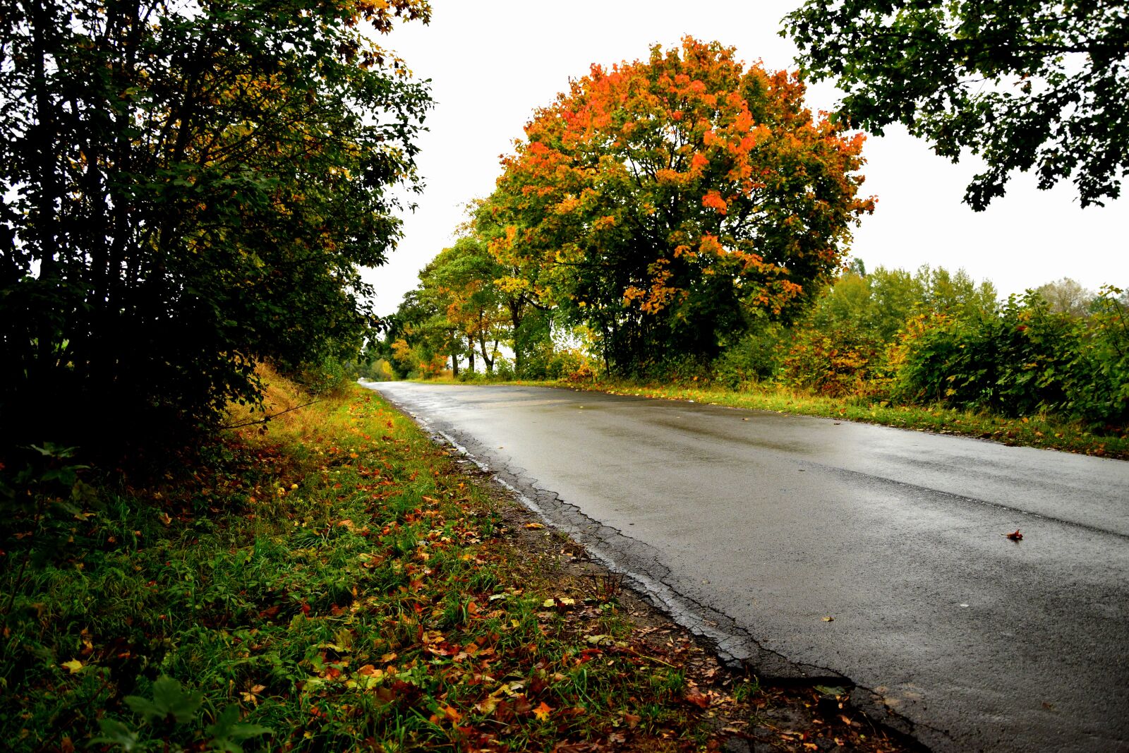 Nikon D5300 sample photo. Road, poland, tree photography
