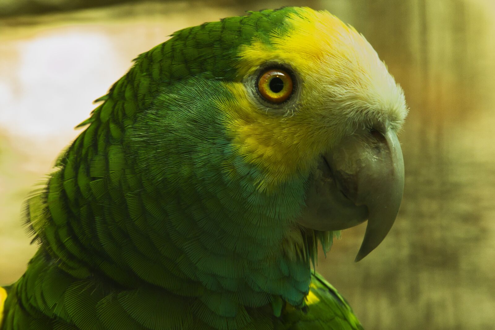 Panasonic Lumix DMC-FZ1000 sample photo. Parrot, bird, animal portrait photography