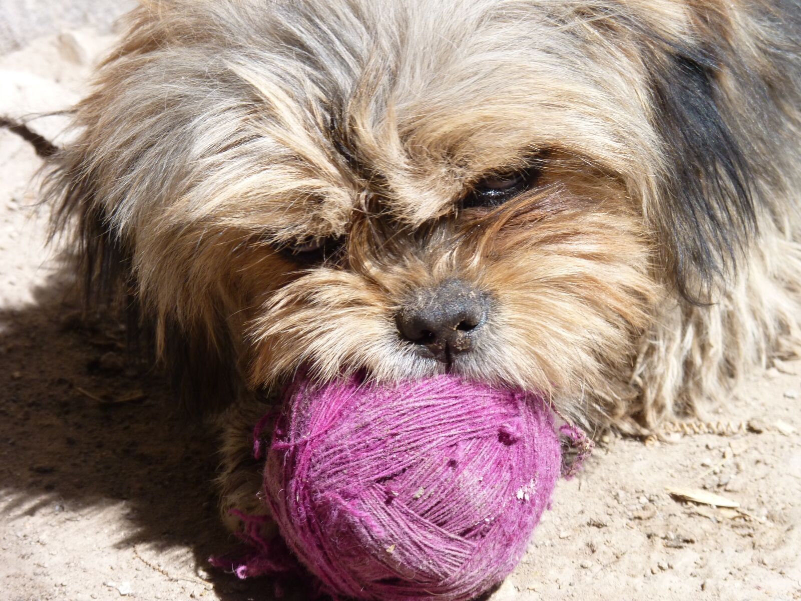 Panasonic Lumix DMC-FZ35 (Lumix DMC-FZ38) sample photo. Dog, playful, brown photography