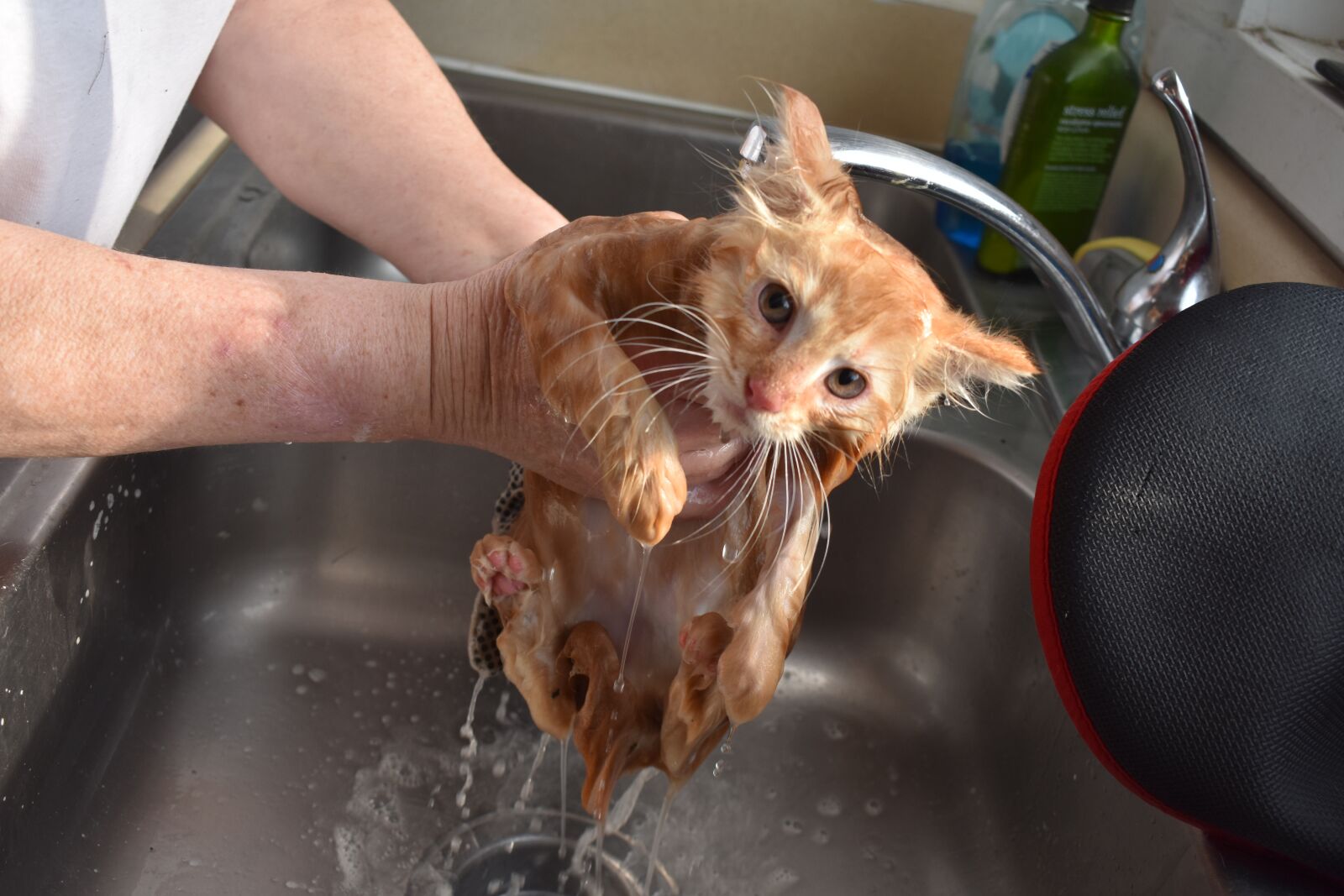 Nikon D3400 sample photo. Wet, cat, sink photography