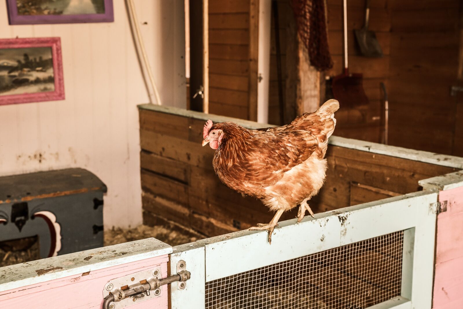 Canon EF 24-70mm F2.8L II USM sample photo. Hen, farm, animal photography