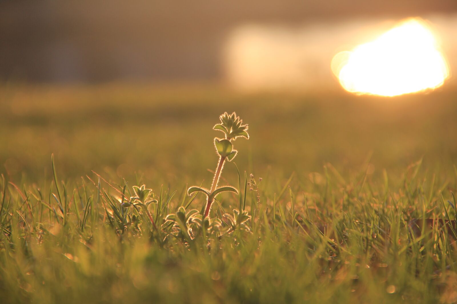 Canon EF-S 18-135mm F3.5-5.6 IS sample photo. Sunset, shining, grass photography