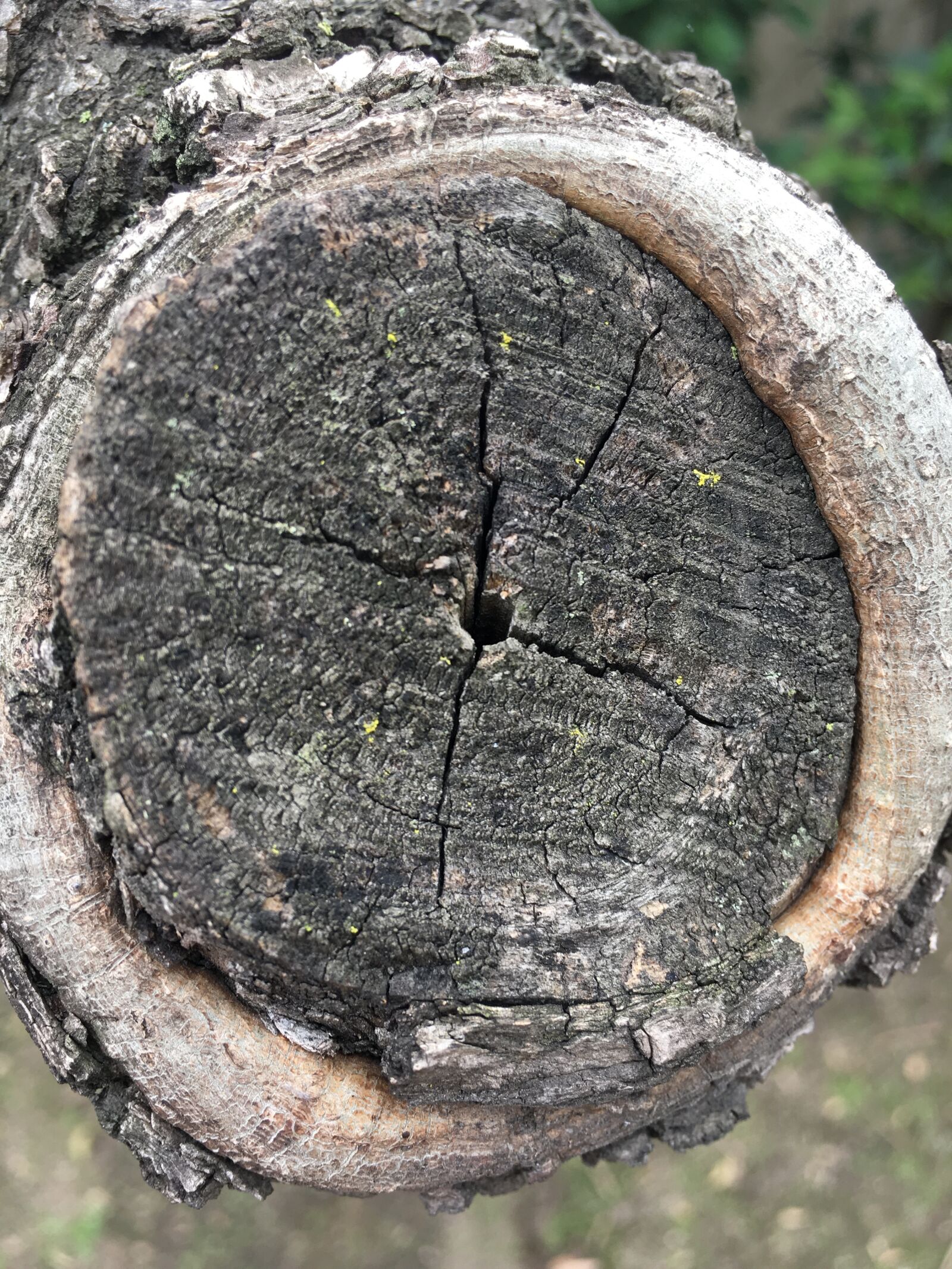Apple iPhone 6s sample photo. Tree, bark, trunk photography