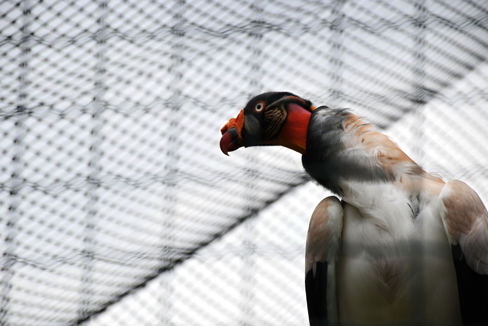 Nikon D7500 sample photo. Bird, cage, beak photography