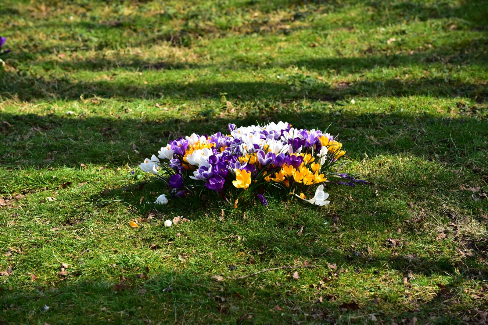 Nikon D750 sample photo. Flowers, crocus, flower petals photography