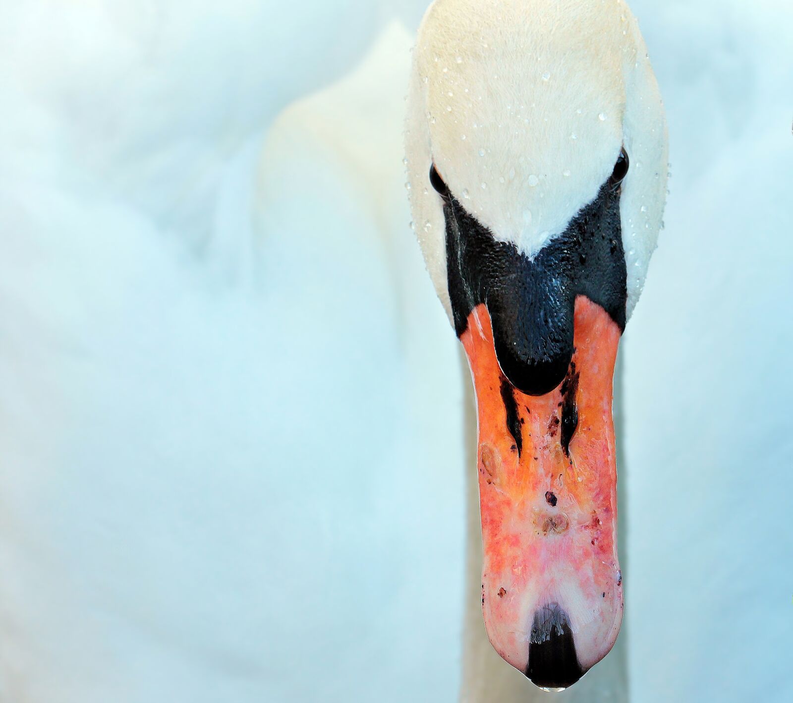 Canon EOS 550D (EOS Rebel T2i / EOS Kiss X4) sample photo. Swan, bird, duck bird photography
