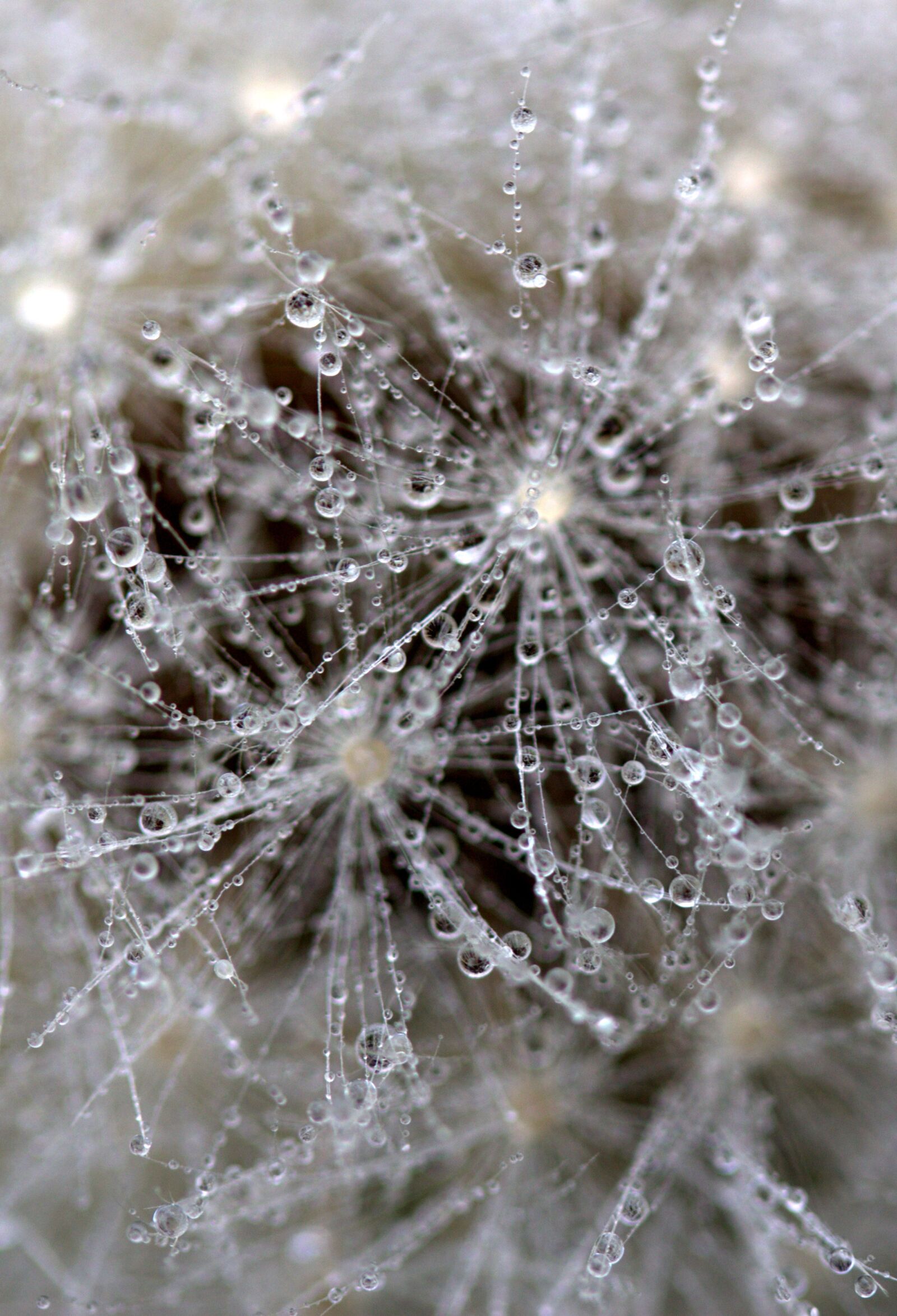 Canon EF-S 60mm F2.8 Macro USM sample photo. Dandelion, drops, wet photography
