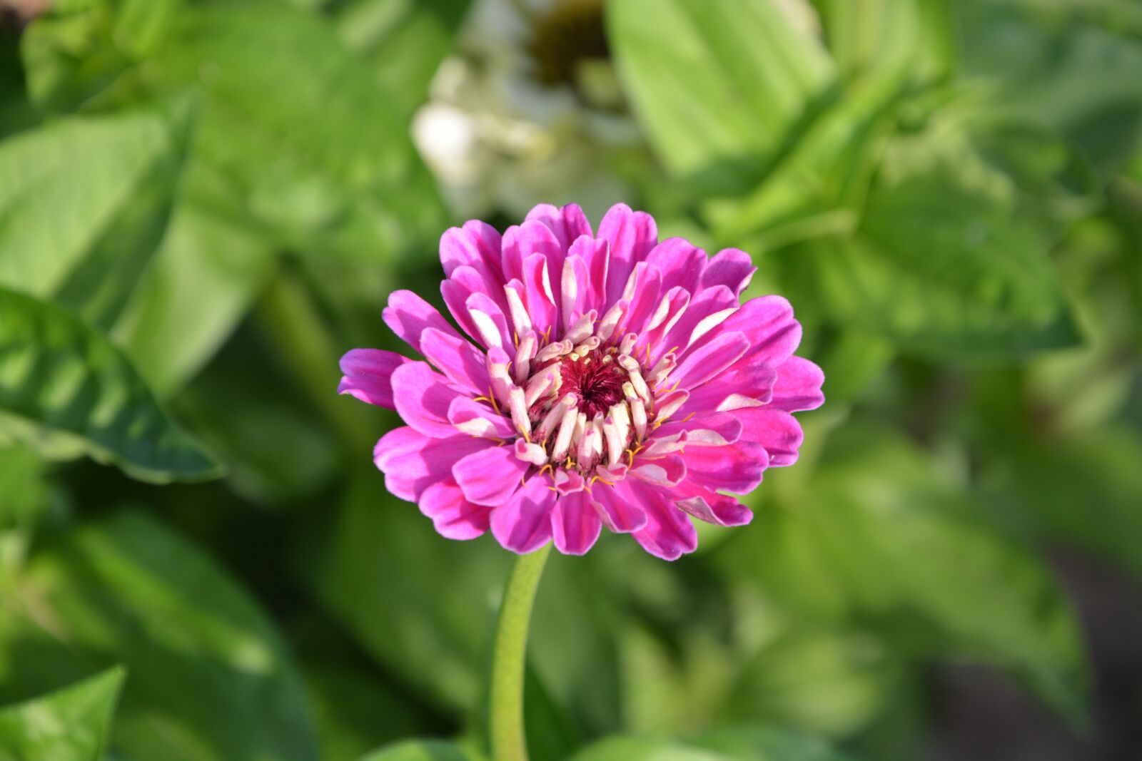 Nikon D5200 sample photo. Flower, petal, pink photography