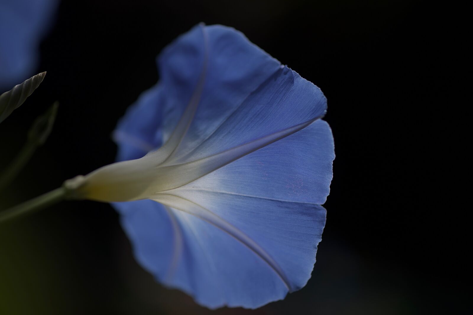 Nikon D750 sample photo. Flower, nature, volubilis photography