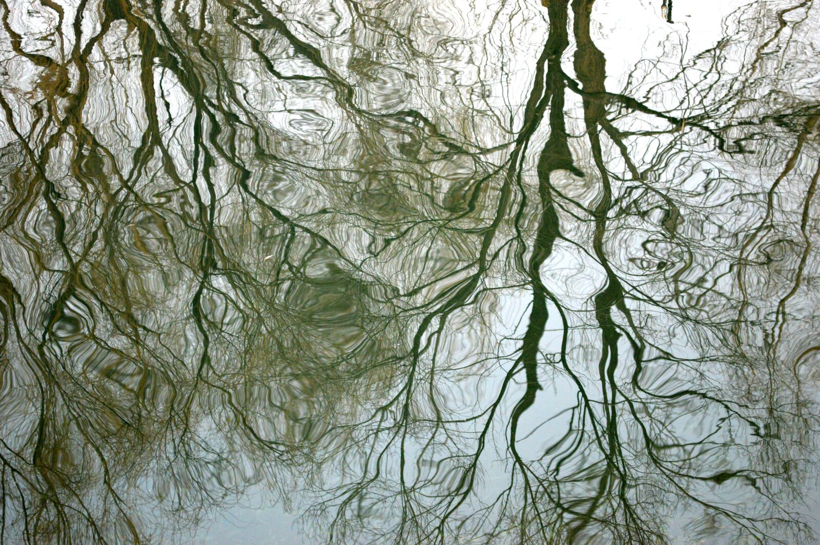 Nikon D3200 sample photo. Water, tree, reflection photography