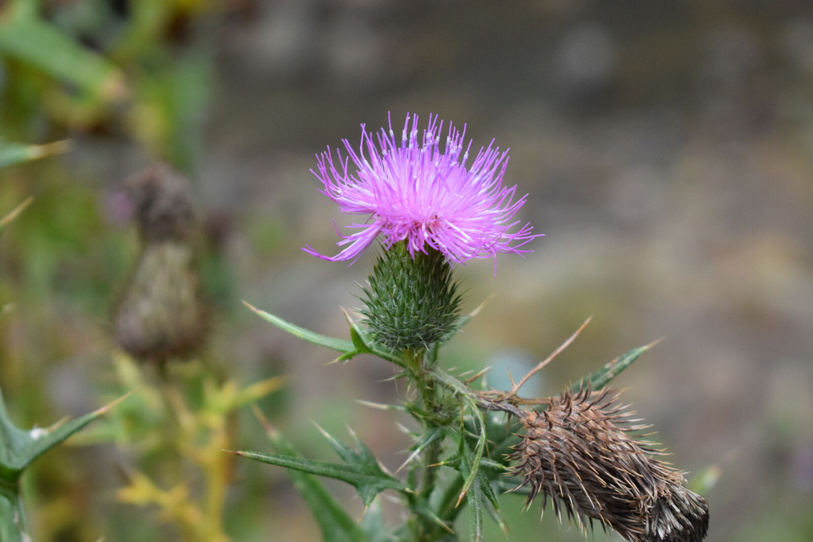 Nikon AF-P DX Nikkor 18-55mm F3.5-5.6G sample photo. Flower, green, purple, thorns photography