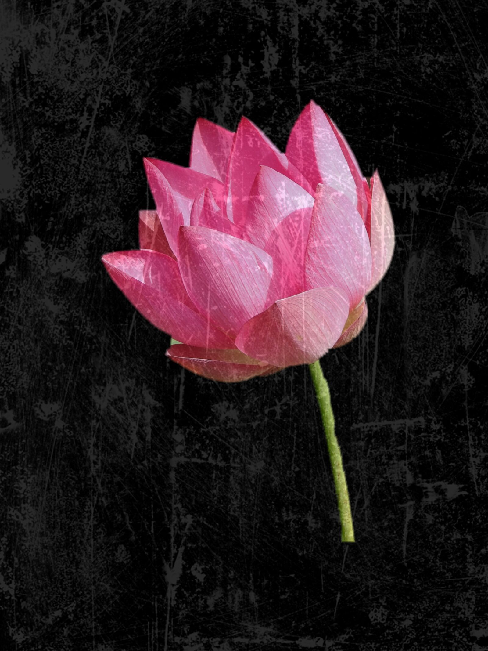 Nikon Coolpix P900 sample photo. Flower, water lily, aquatic photography