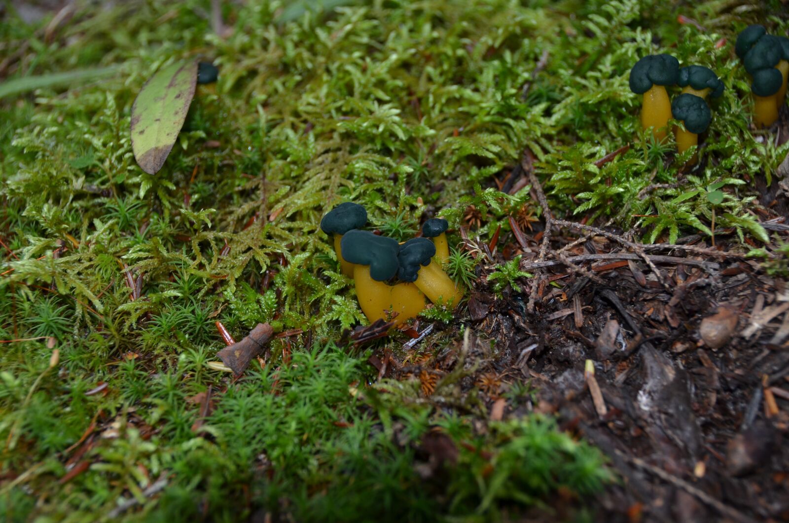 Nikon D5100 sample photo. Fungus, nature, forest photography